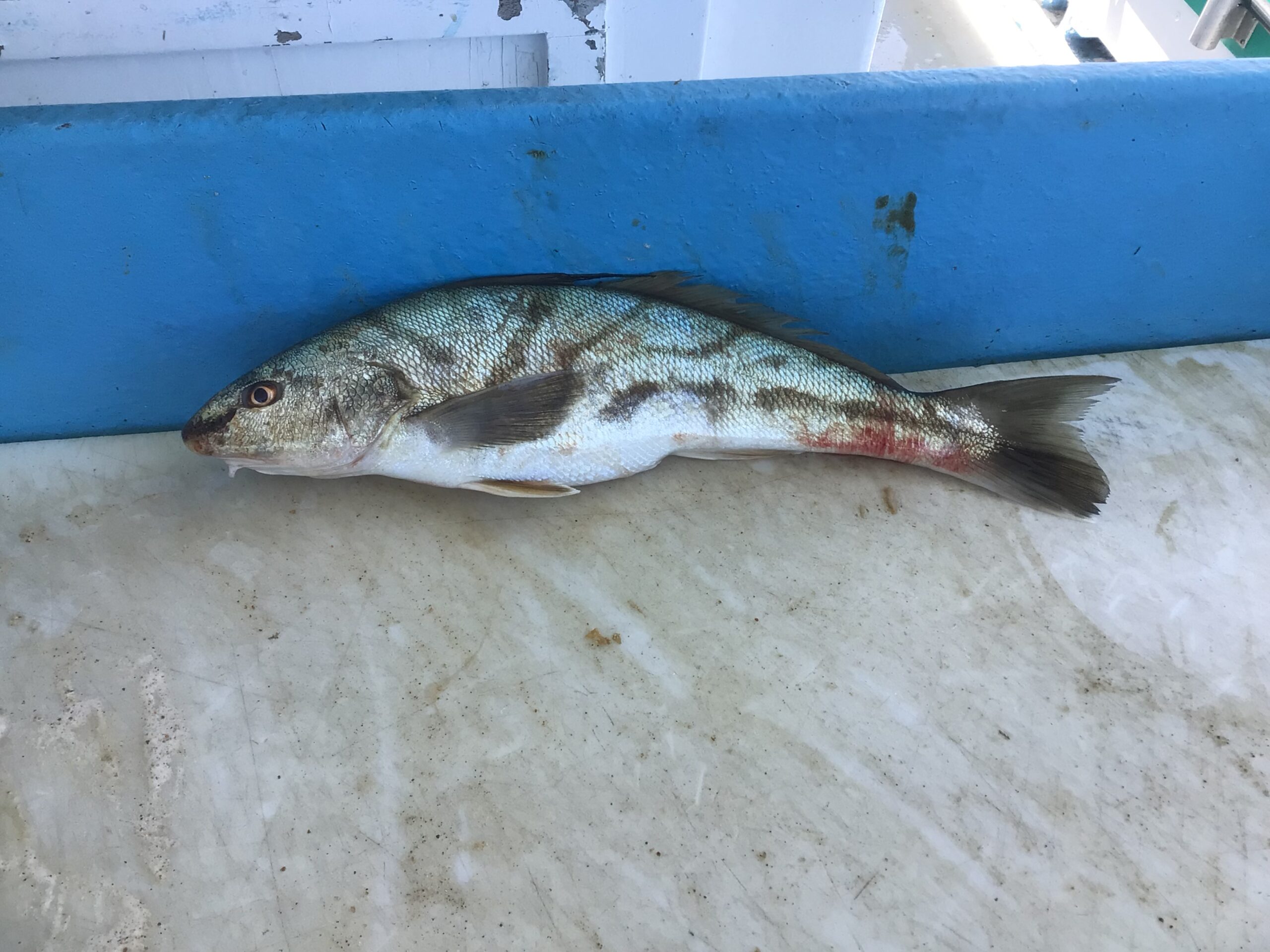 a close up of a fish