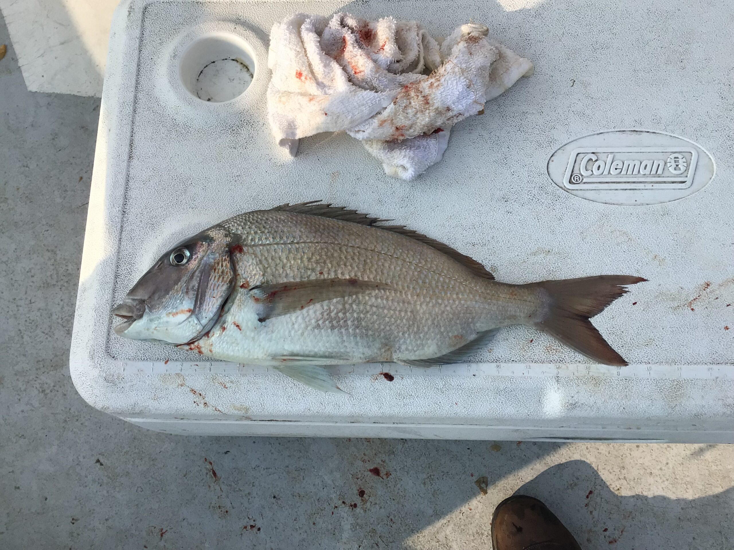 a close up of a fish