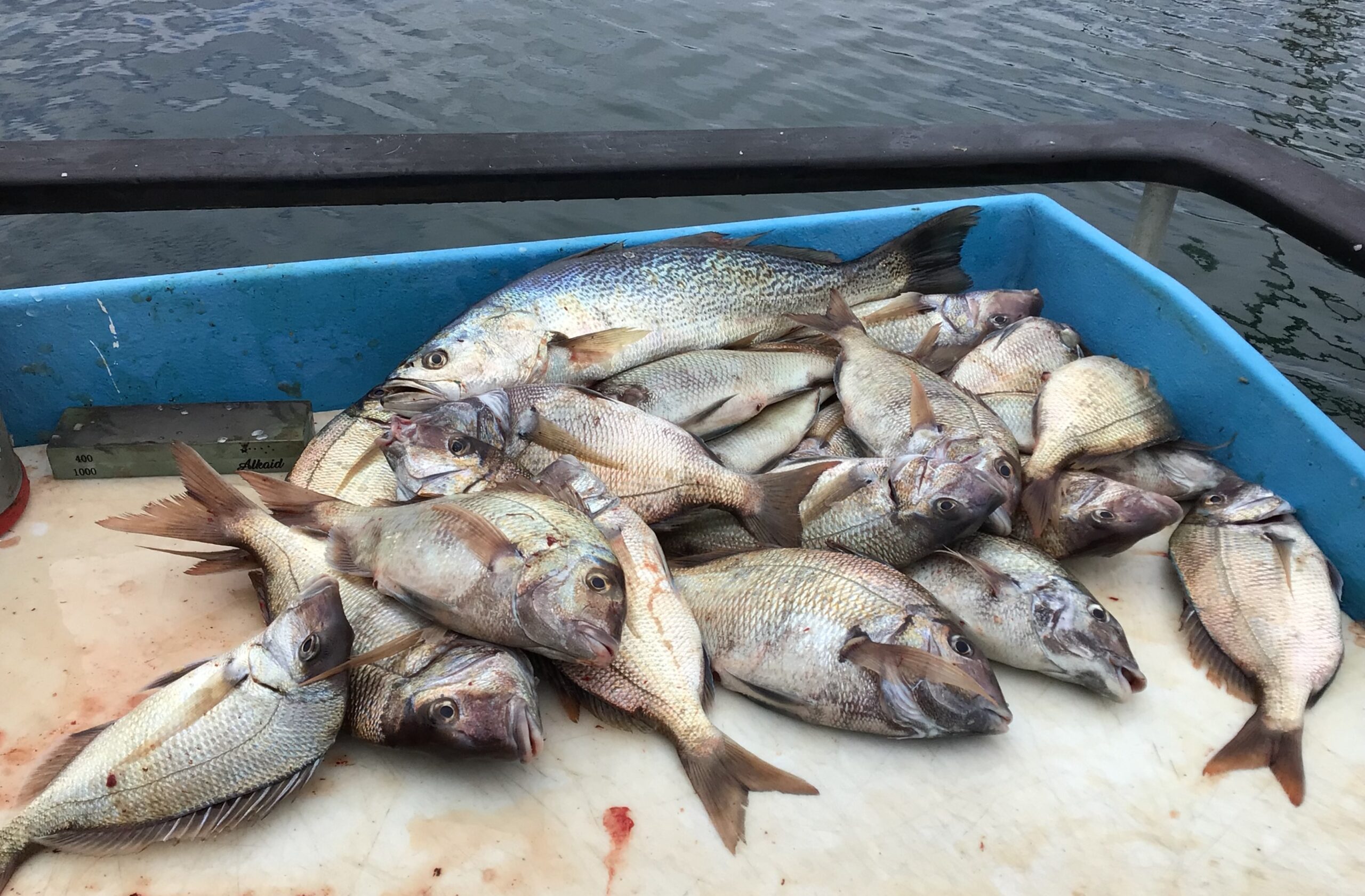a fish swimming under water