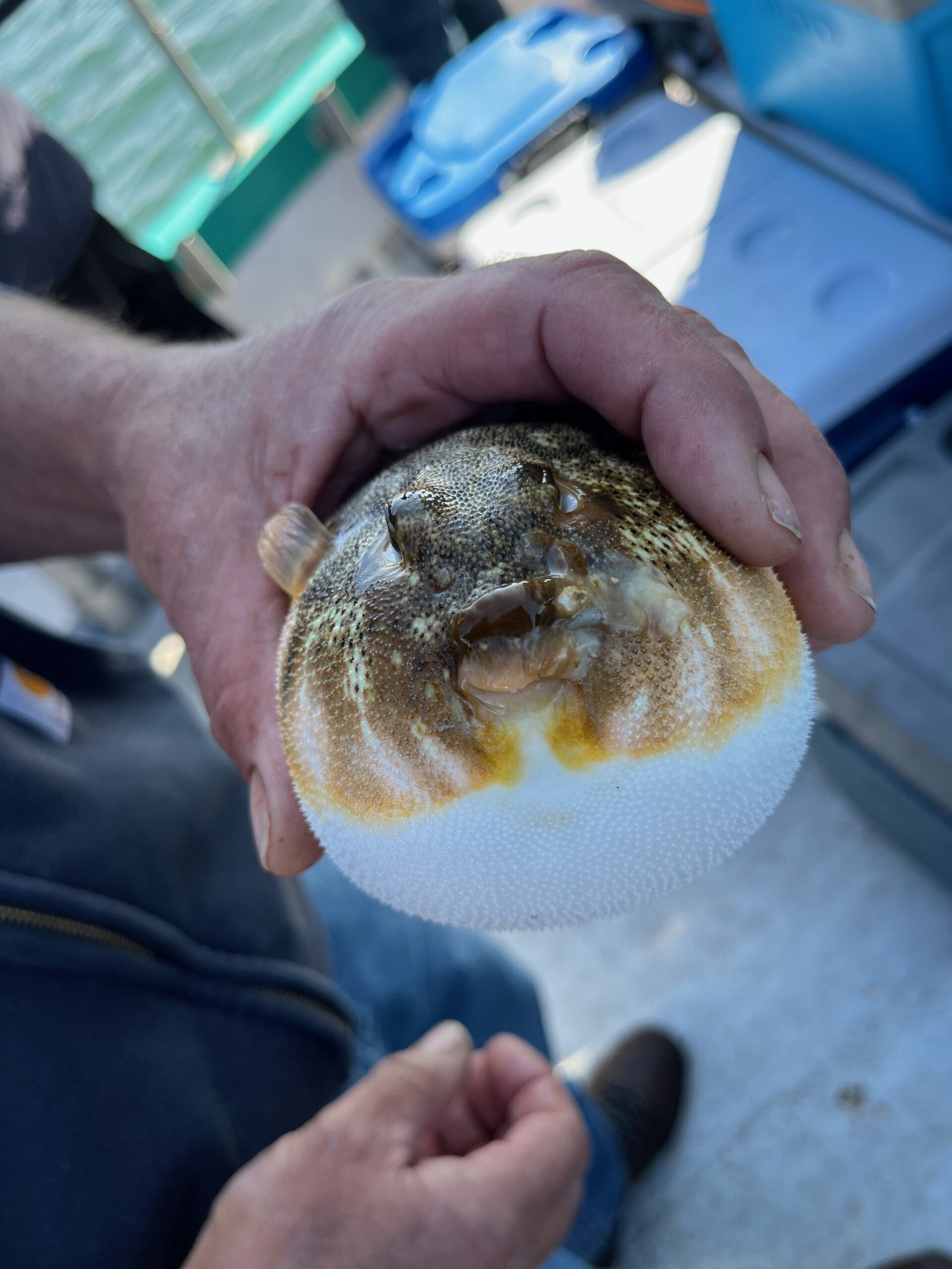 a close up of a hand holding a fish