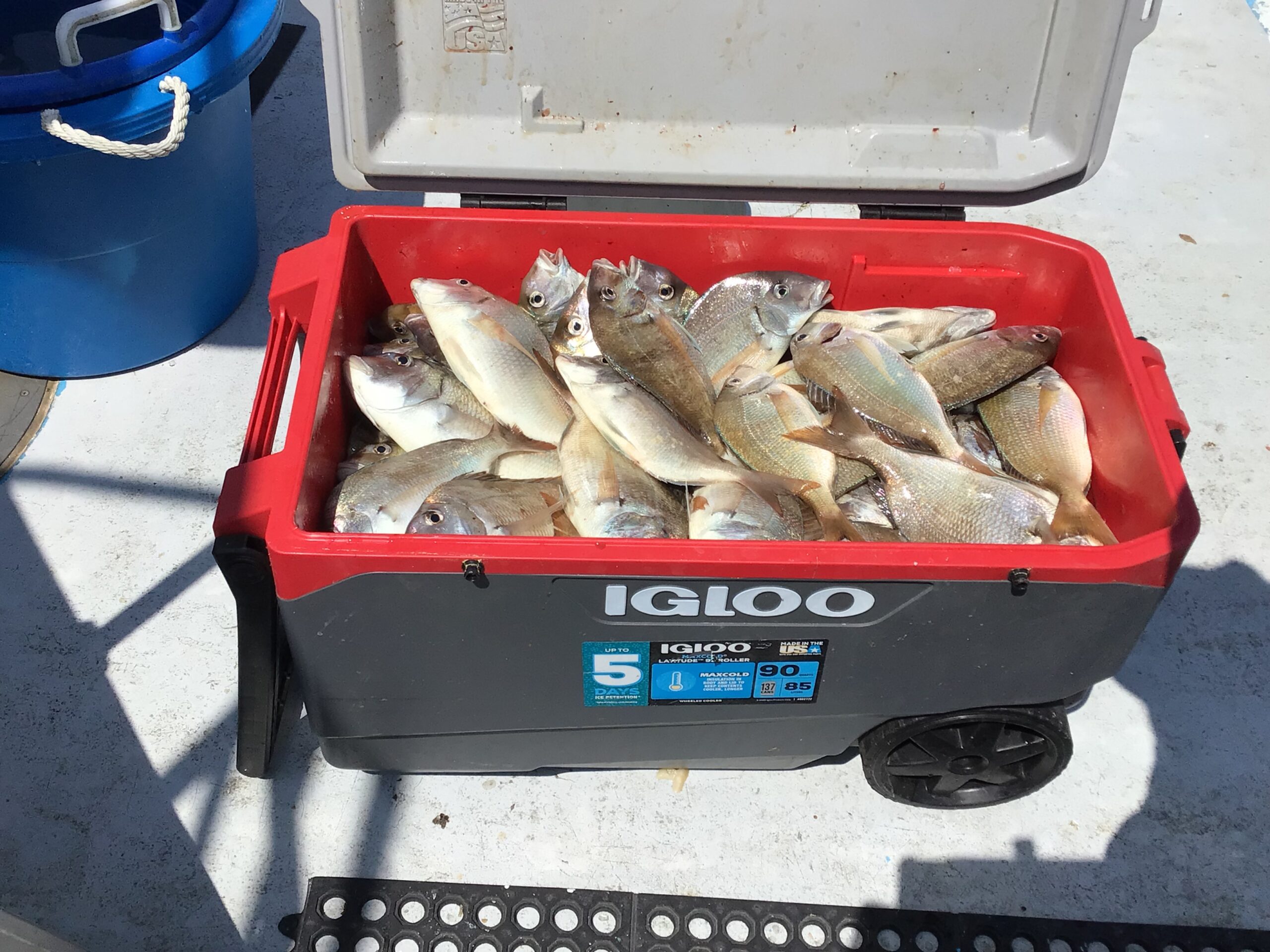 a plastic container of food