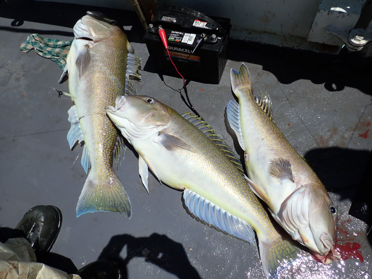 a group of fish in the water