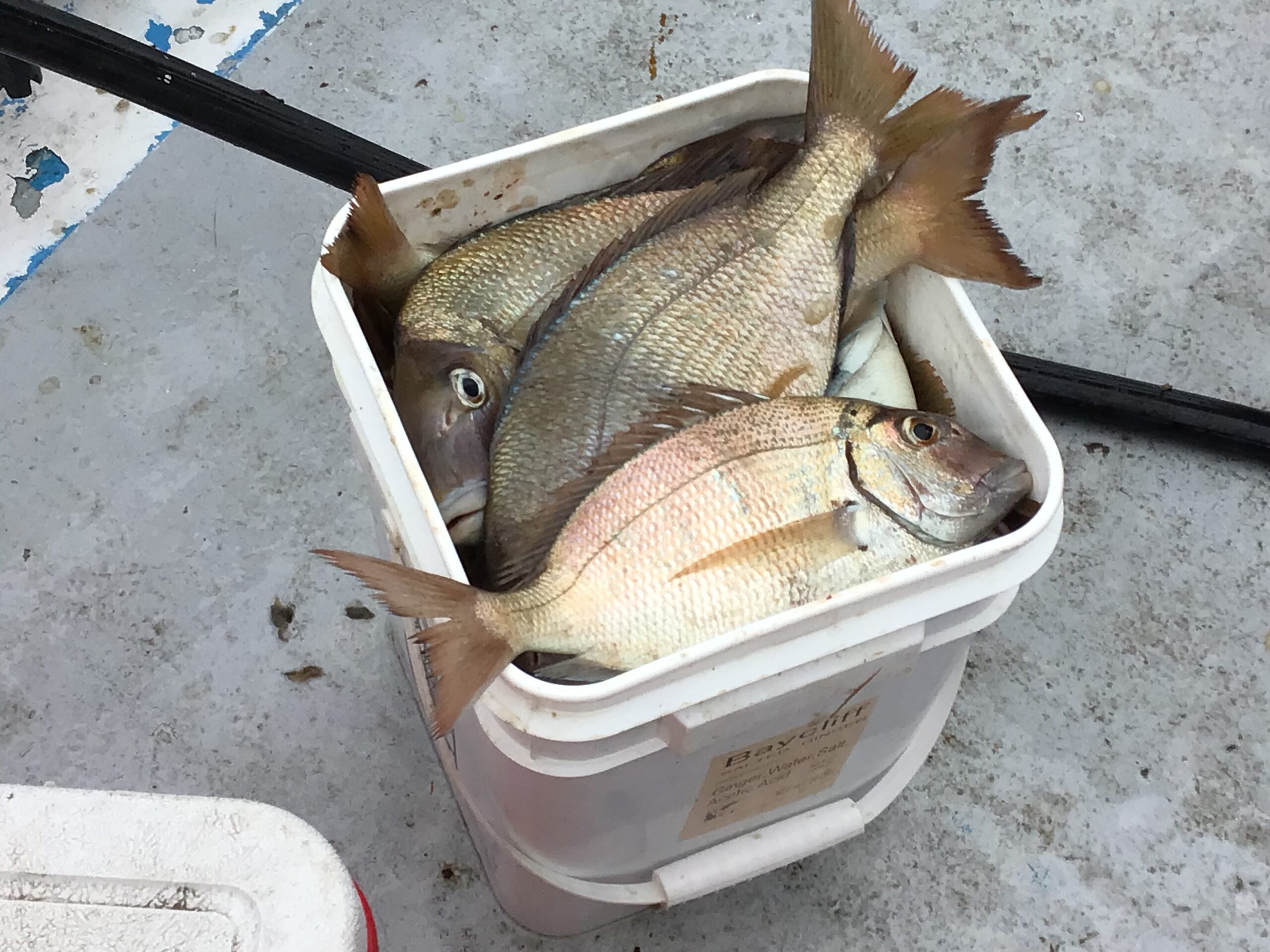 a close up of a fish