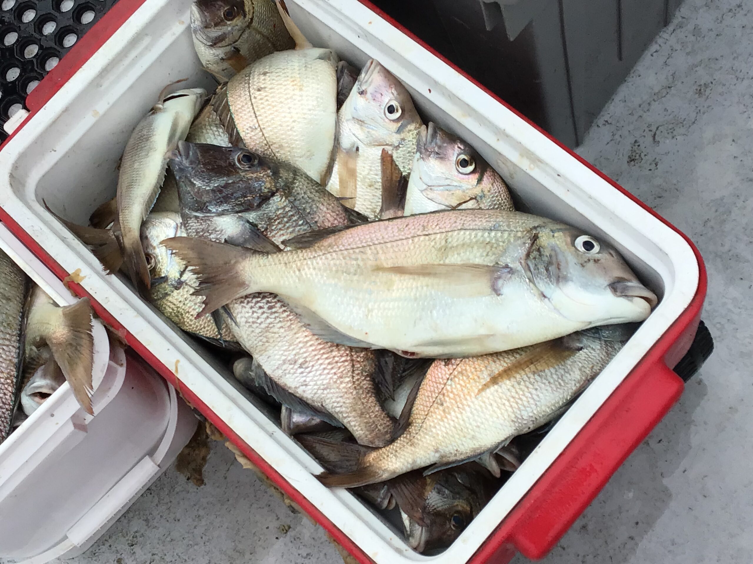 a group of fish in a tank