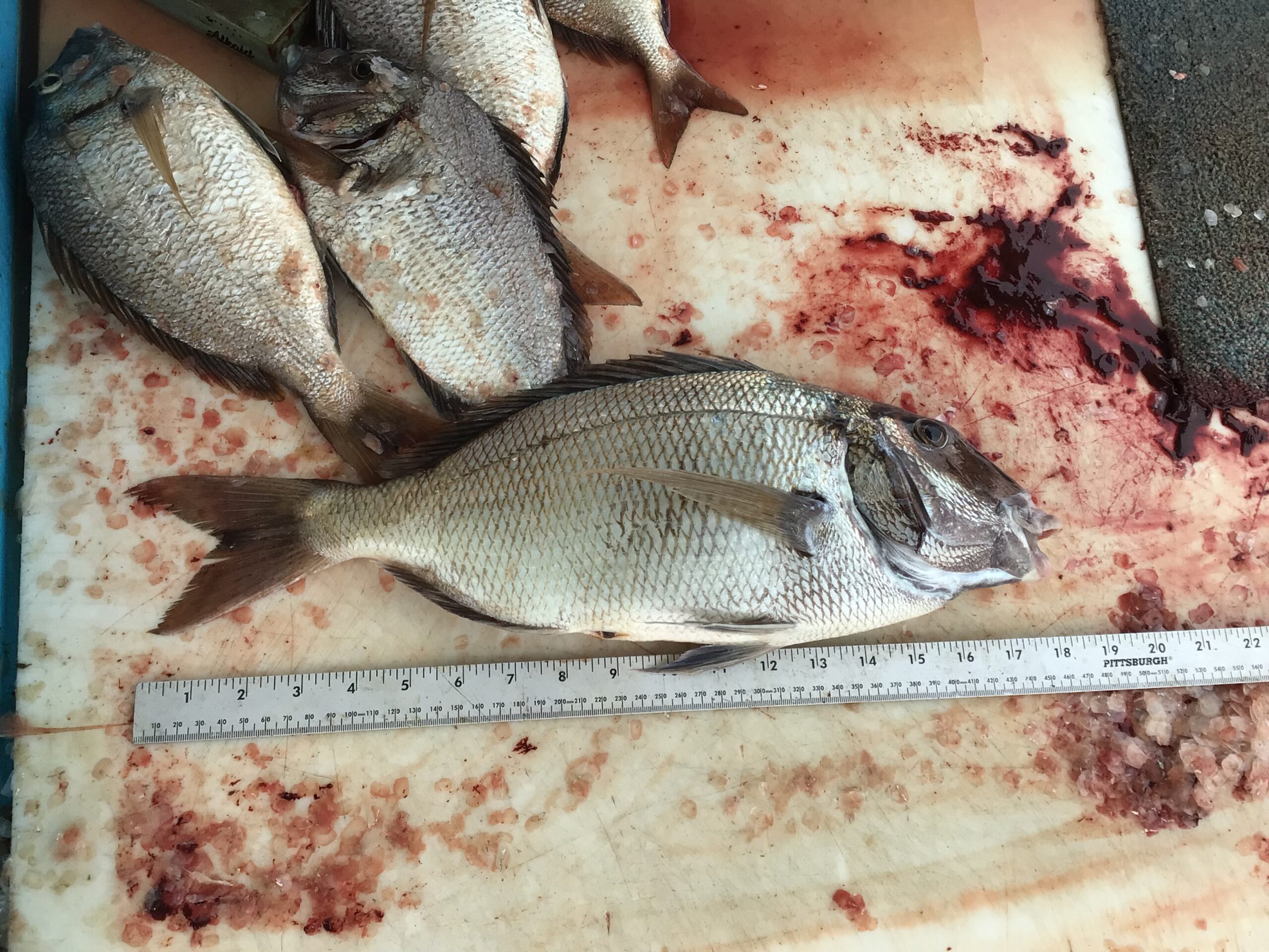 a close up of a fish