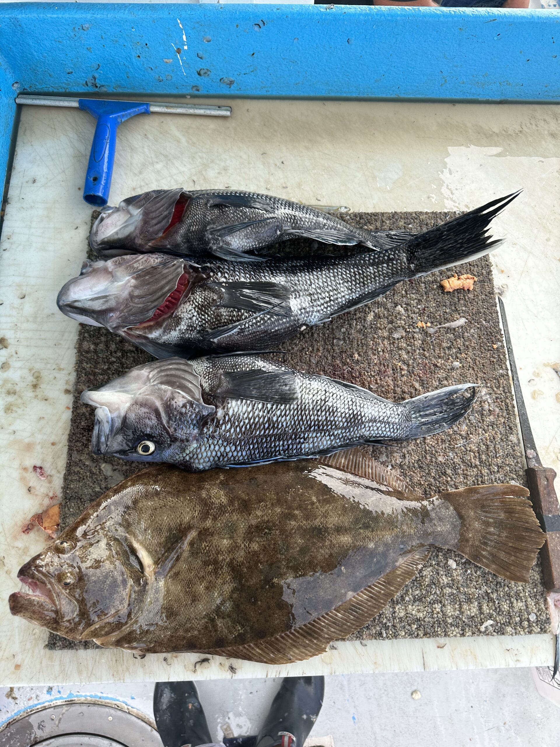 a bird lying on the ground