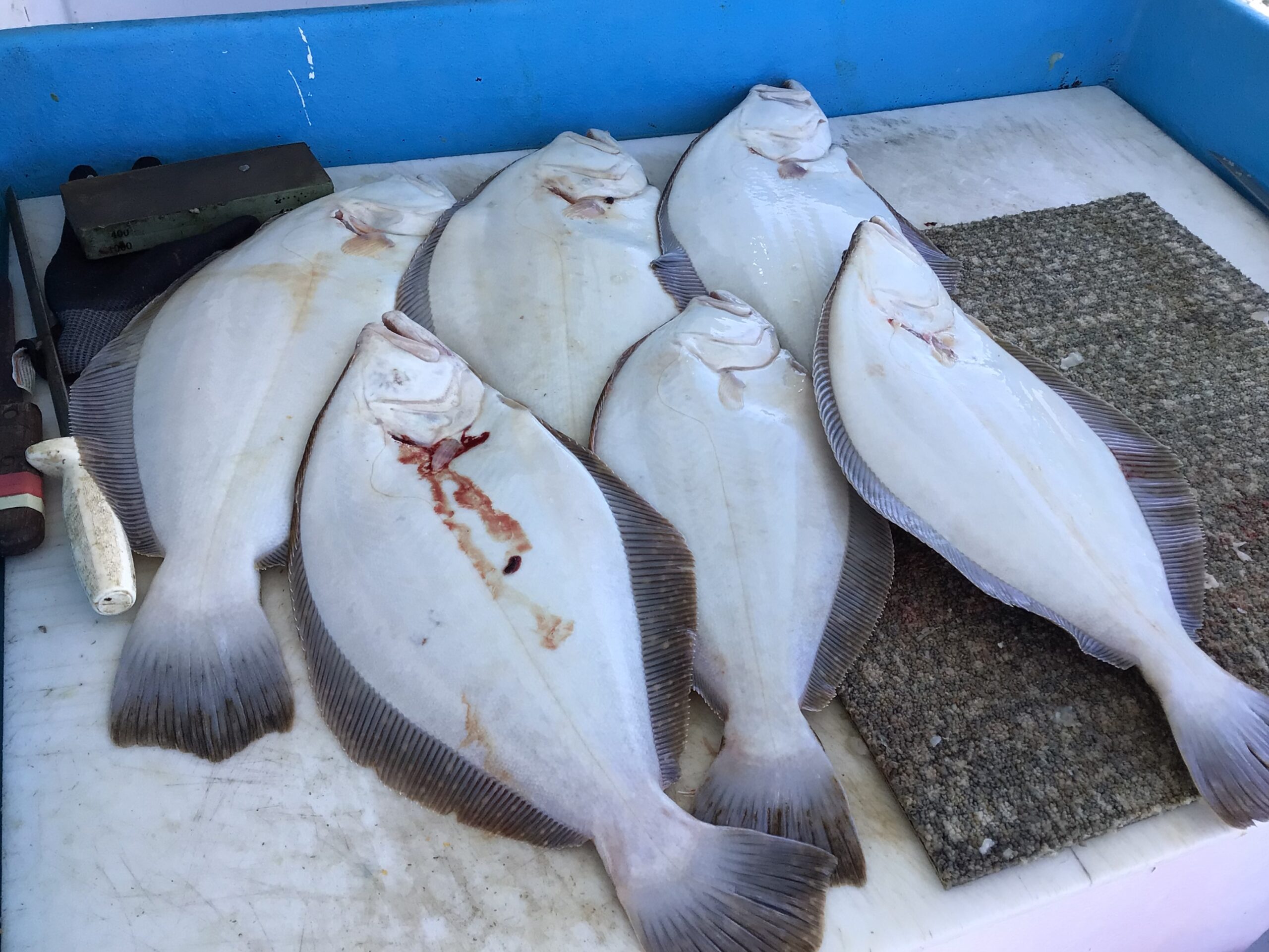 a close up of a fish