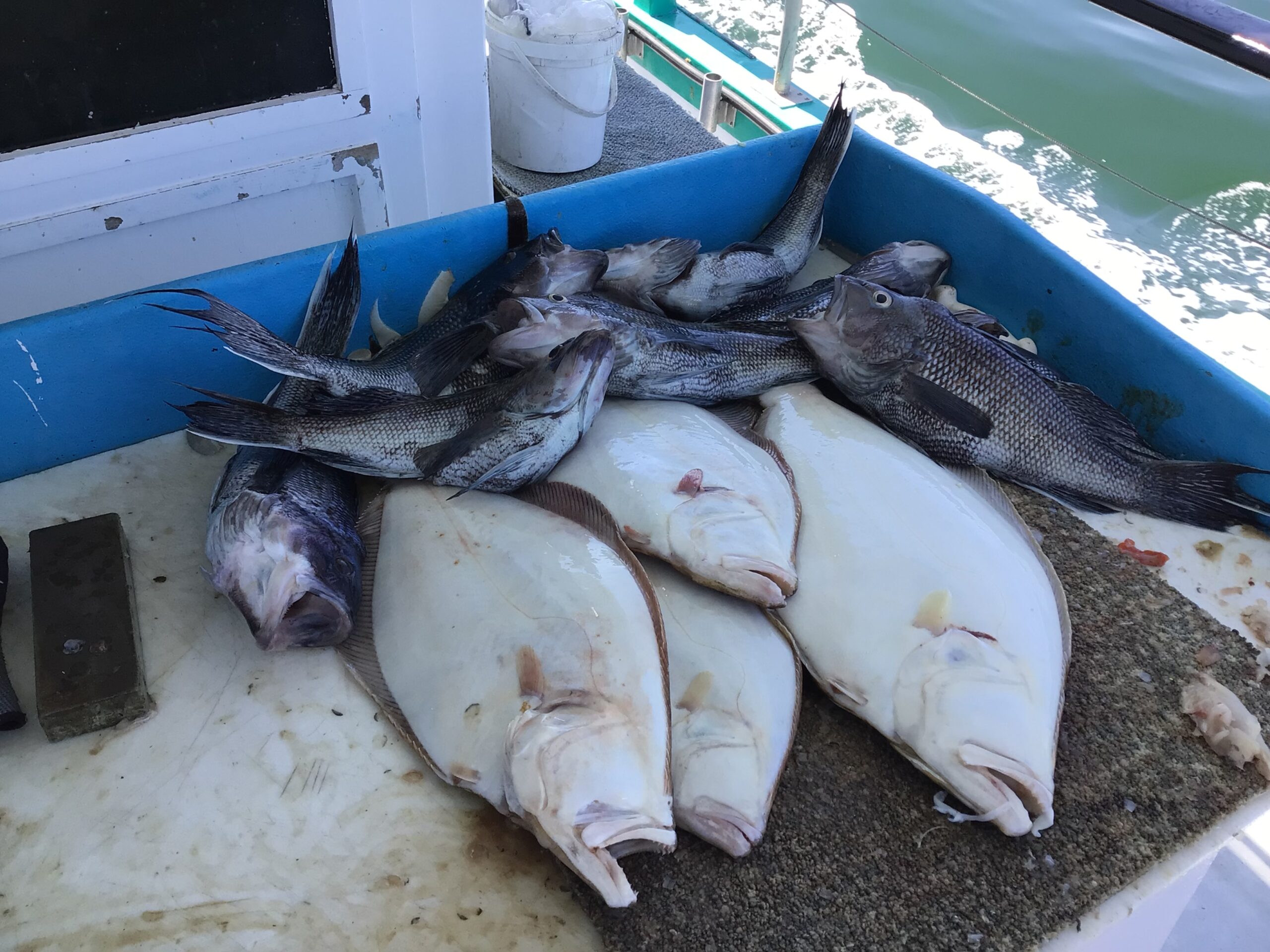 a group of fish in the water