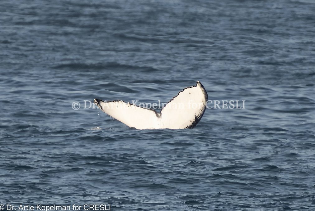 a swan next to a body of water