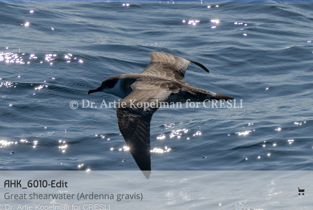 a bird flying over a body of water