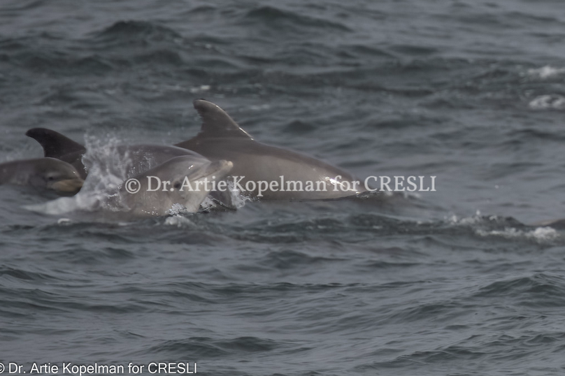 a dolphin jumping out of the water