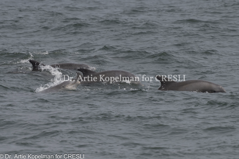 a dog swimming in a body of water