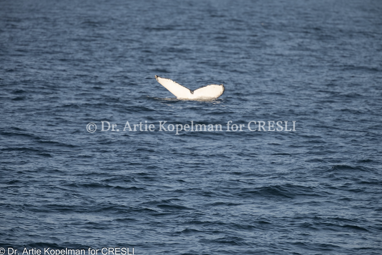 a bird flying over a body of water