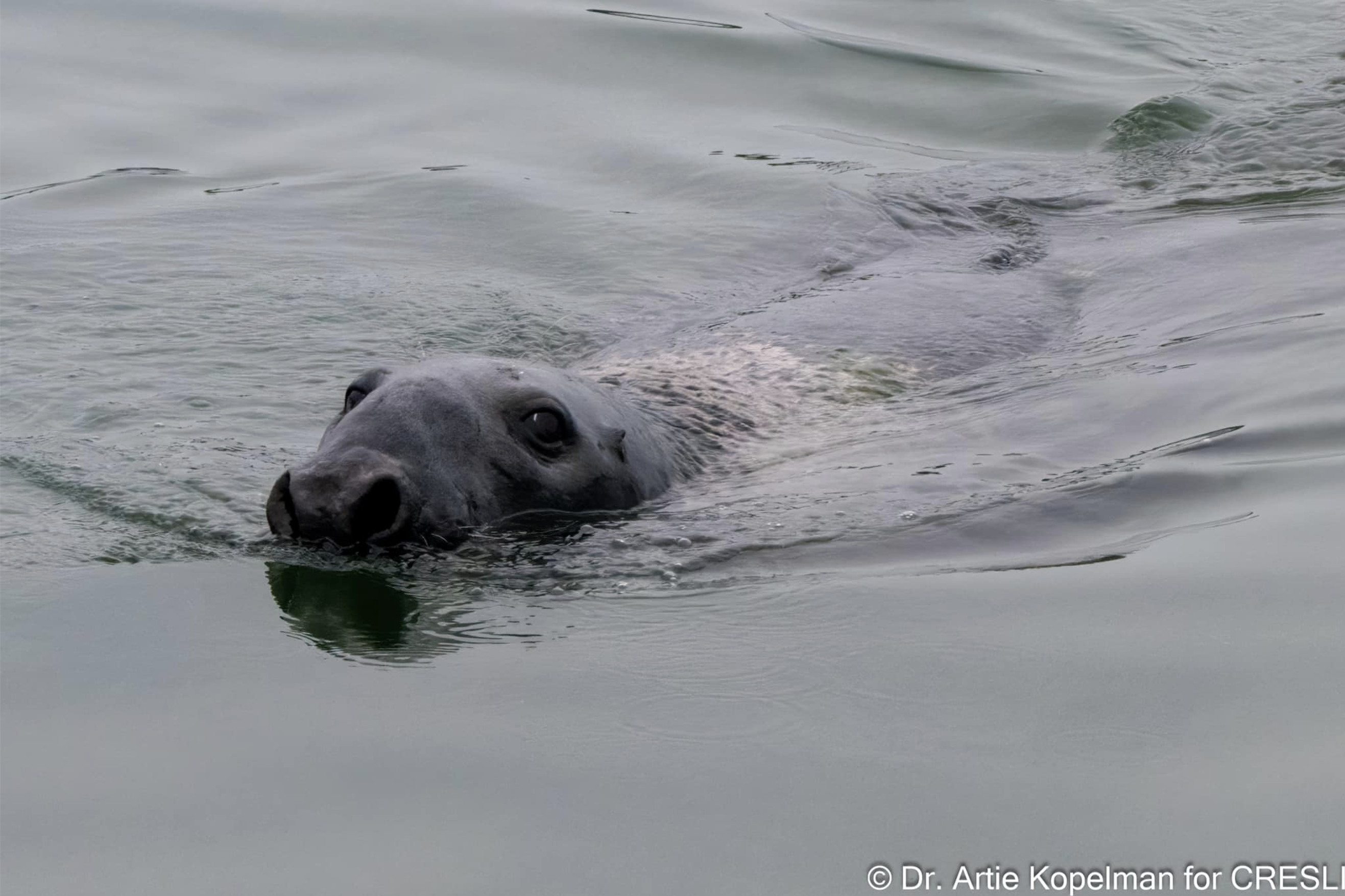 a polar bear swimming in a body of water