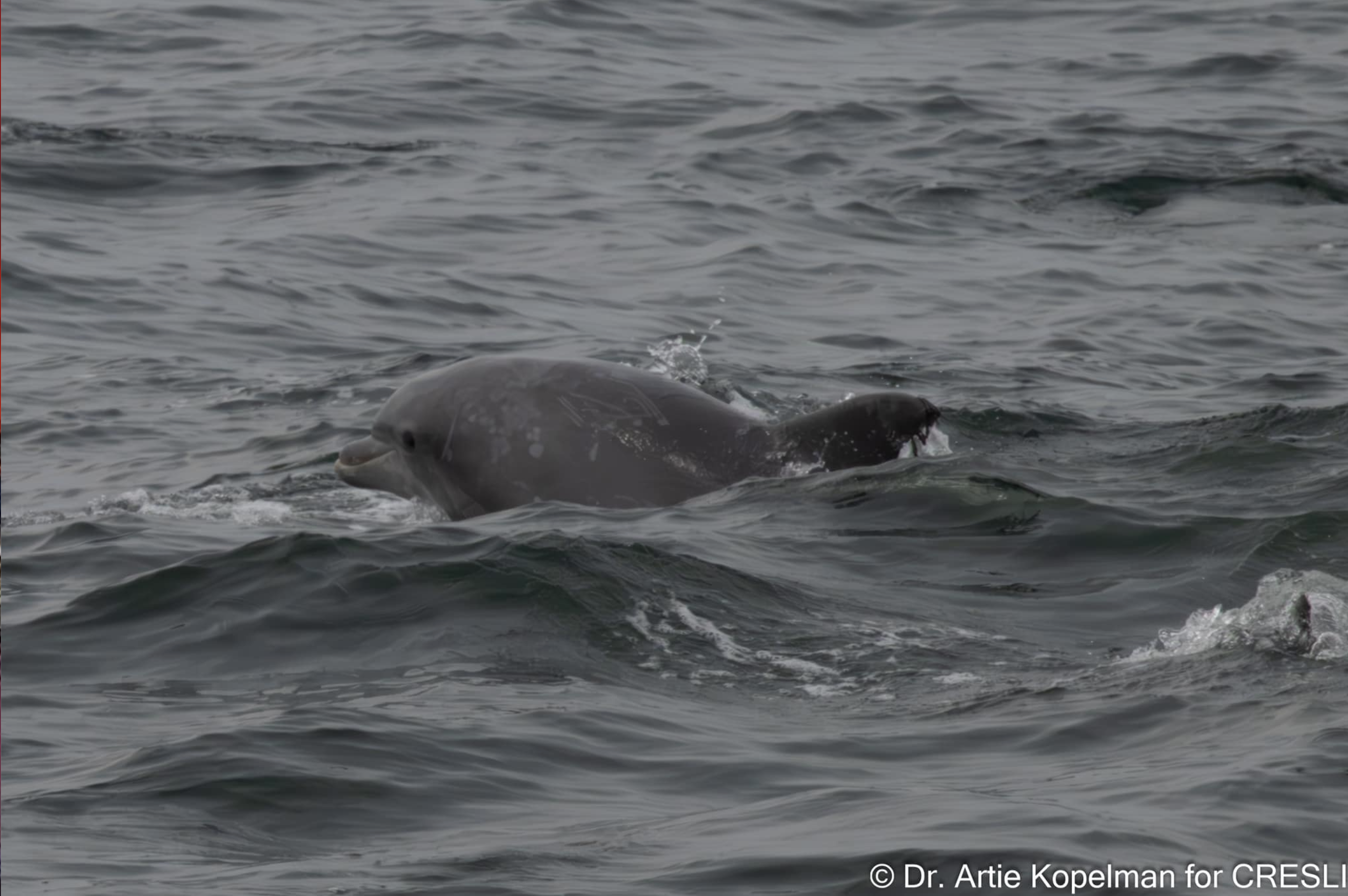 a person riding a wave on a surf board on a body of water