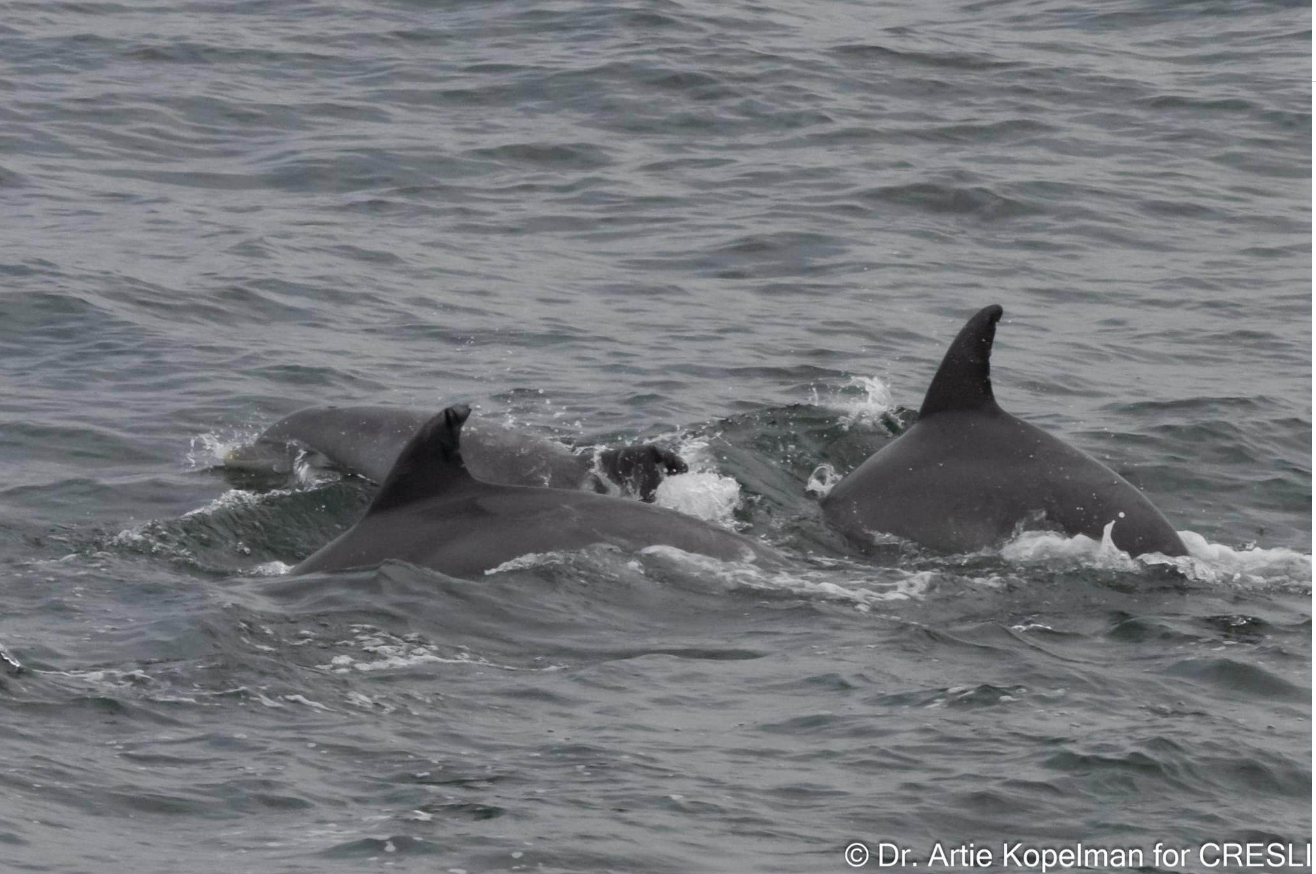 a man riding a wave on top of a dolphin in the water