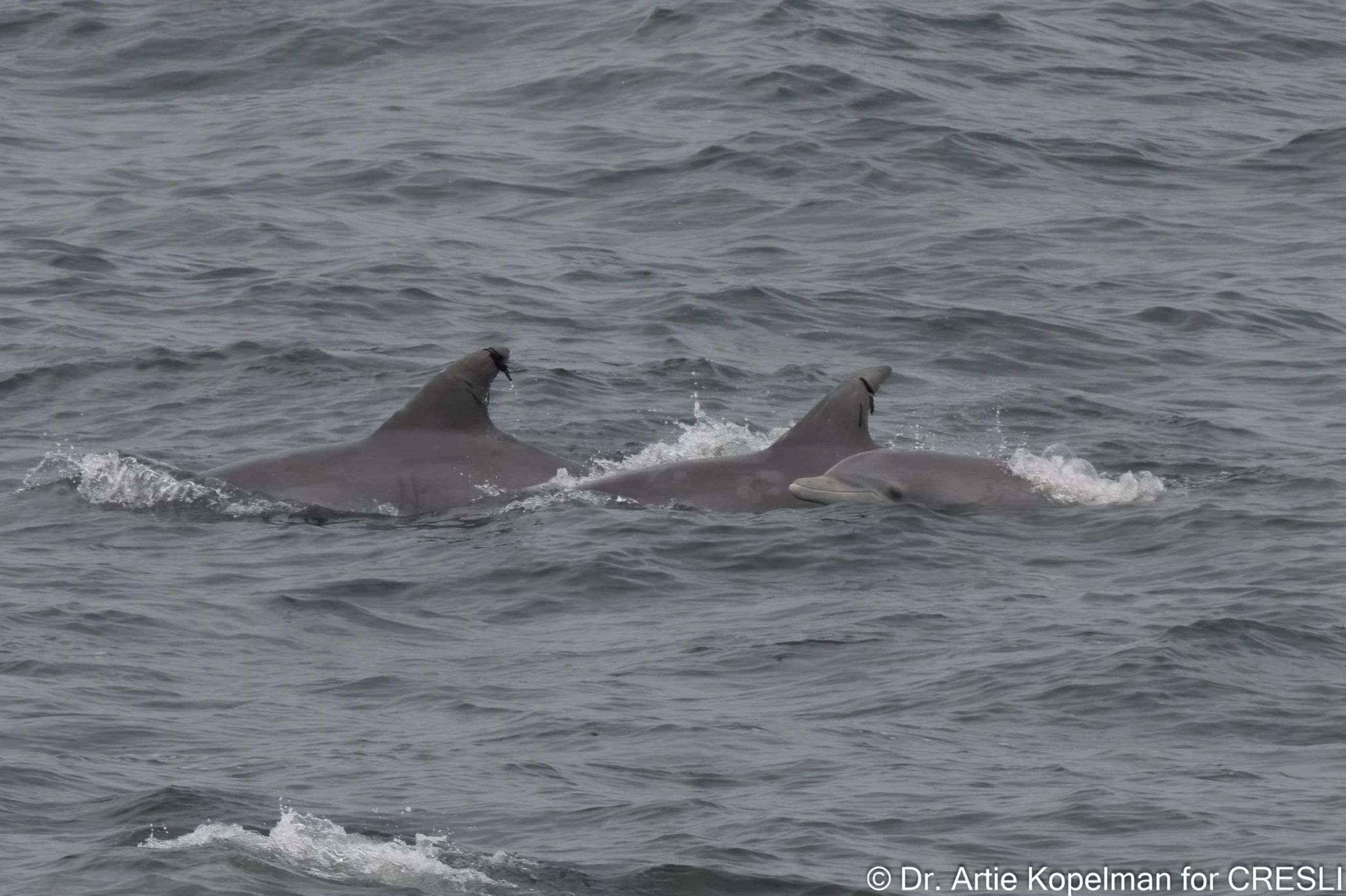 a whale swimming in the ocean