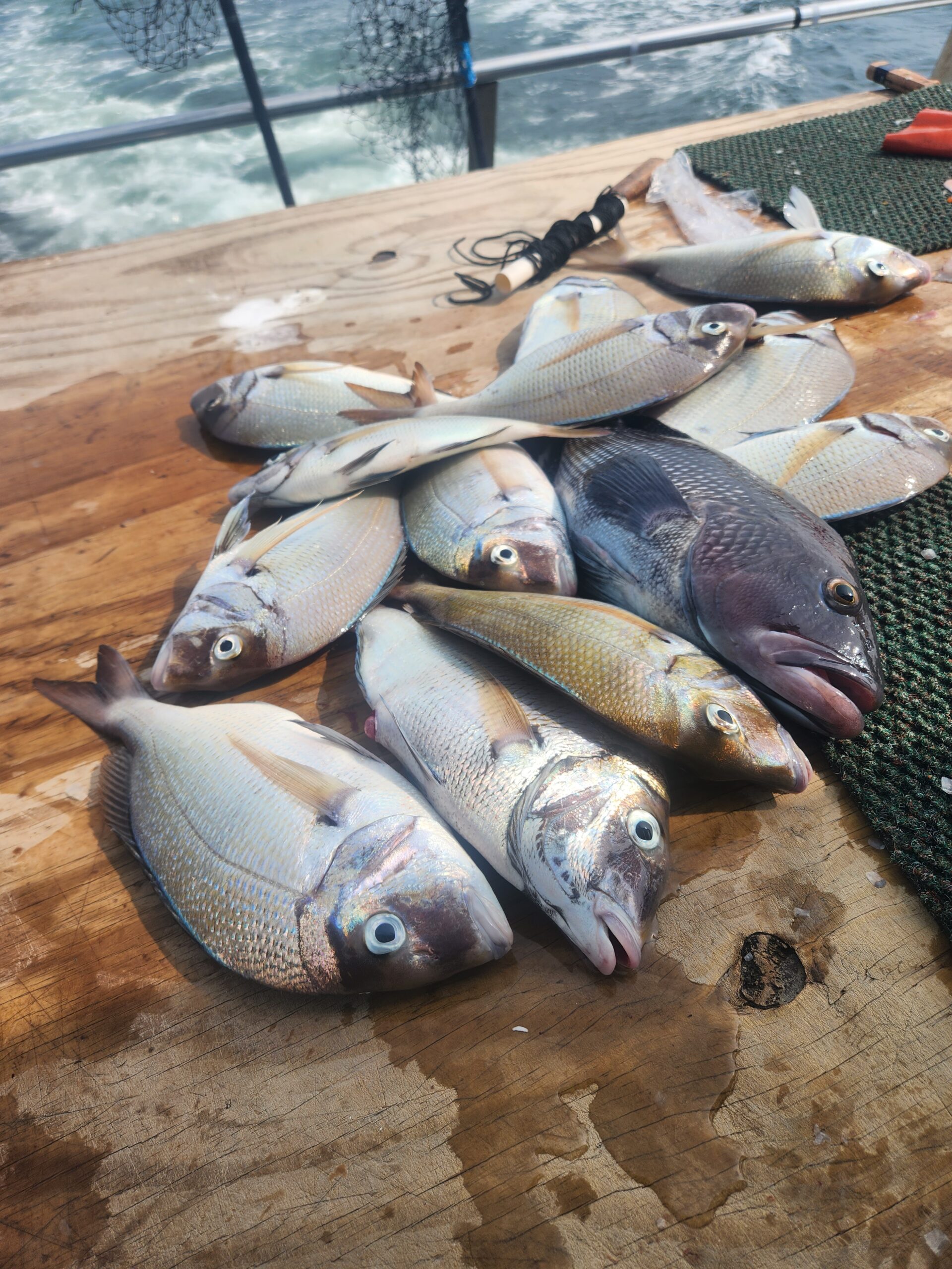 a group of fish in the water