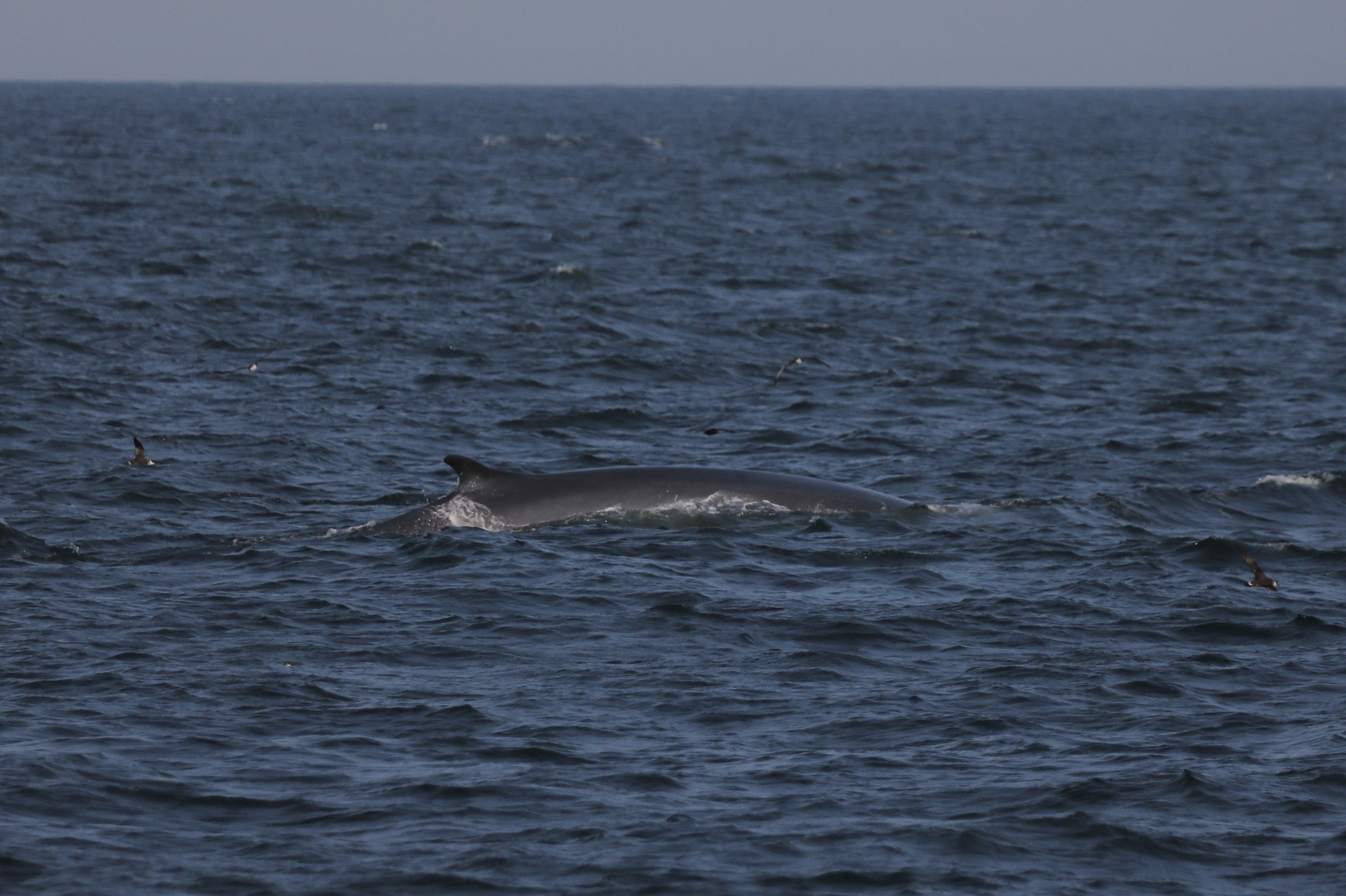 an animal swimming in the ocean