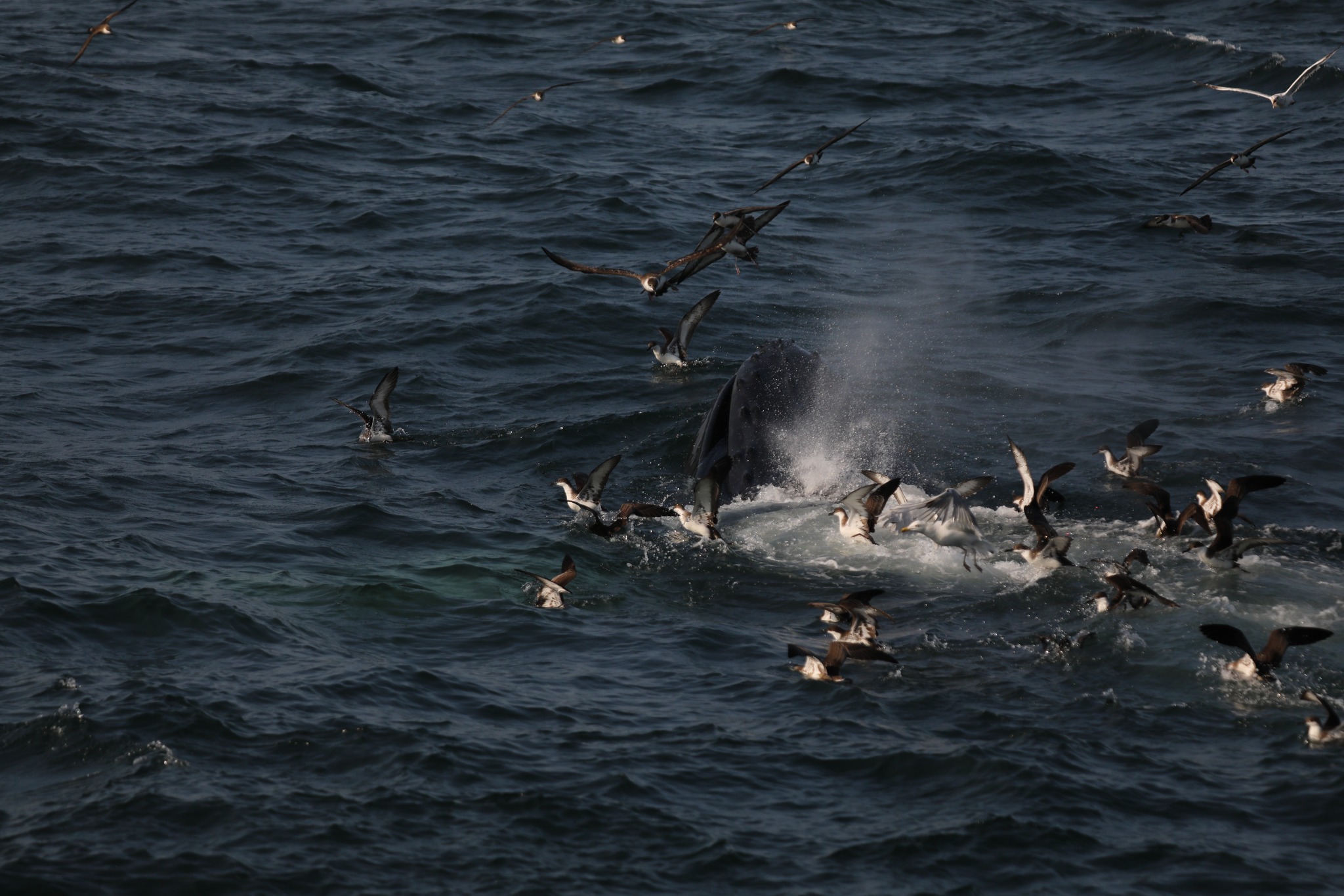 a bird sitting on top of a body of water