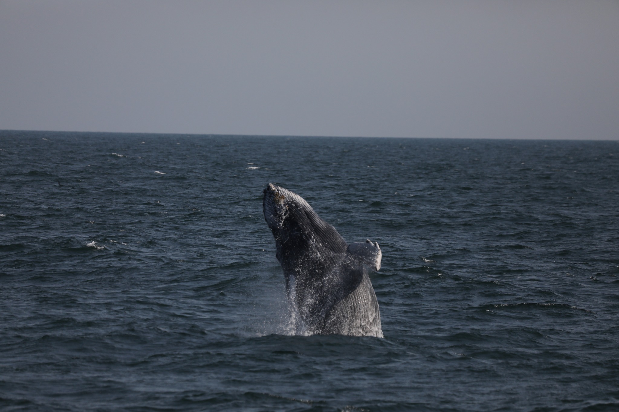 a whale jumping out of the water