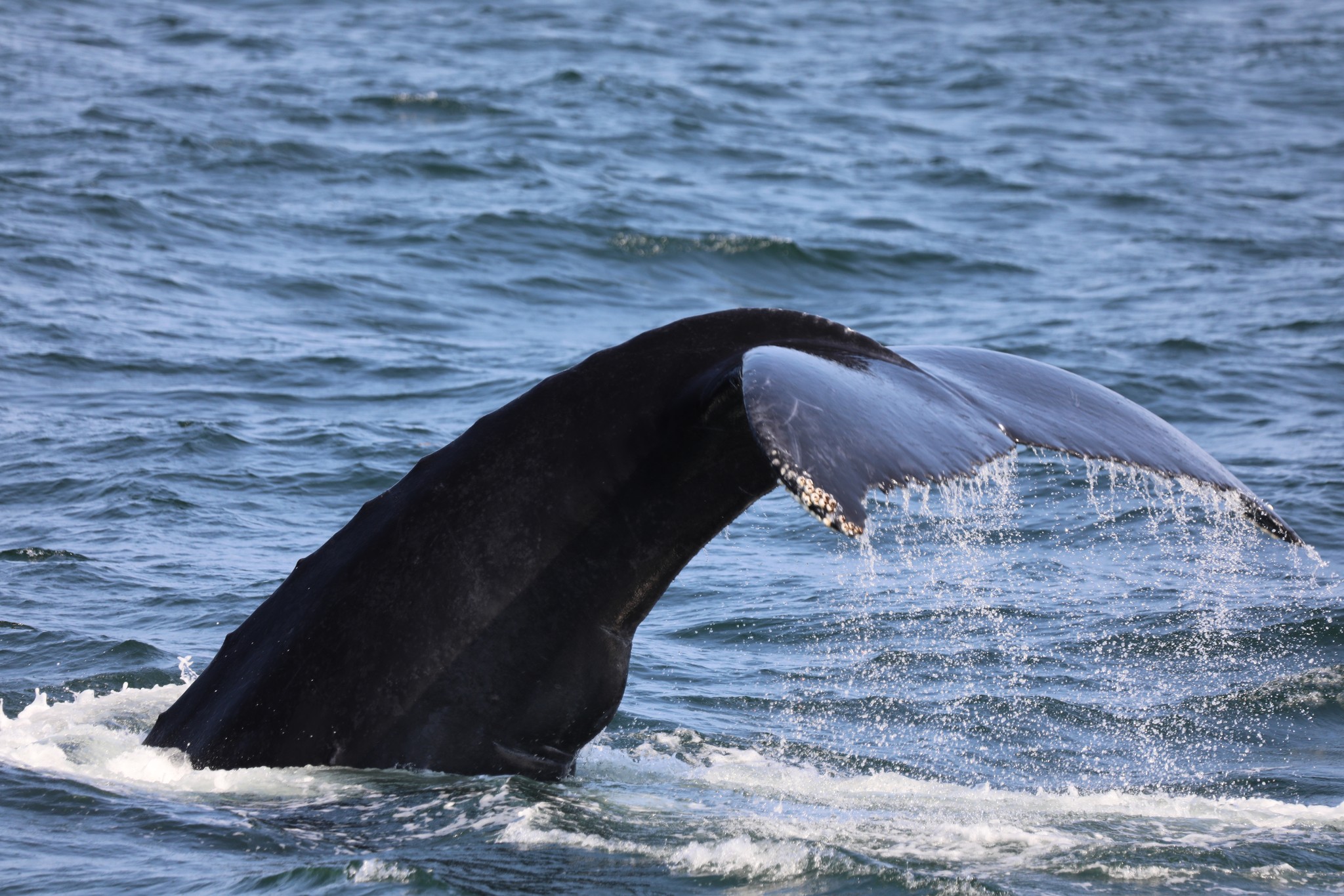 a whale jumping out of the water