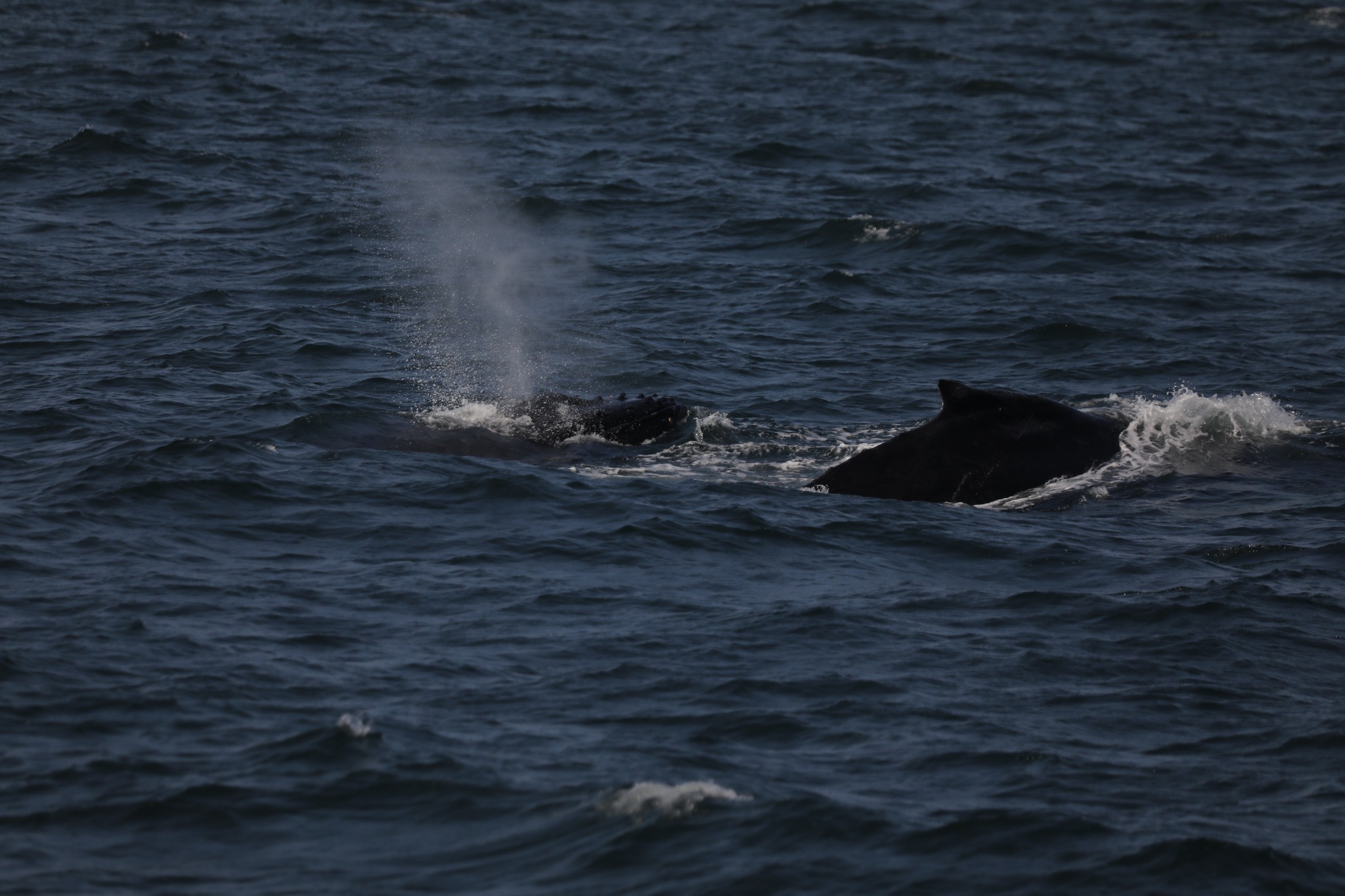 a whale jumping out of the water