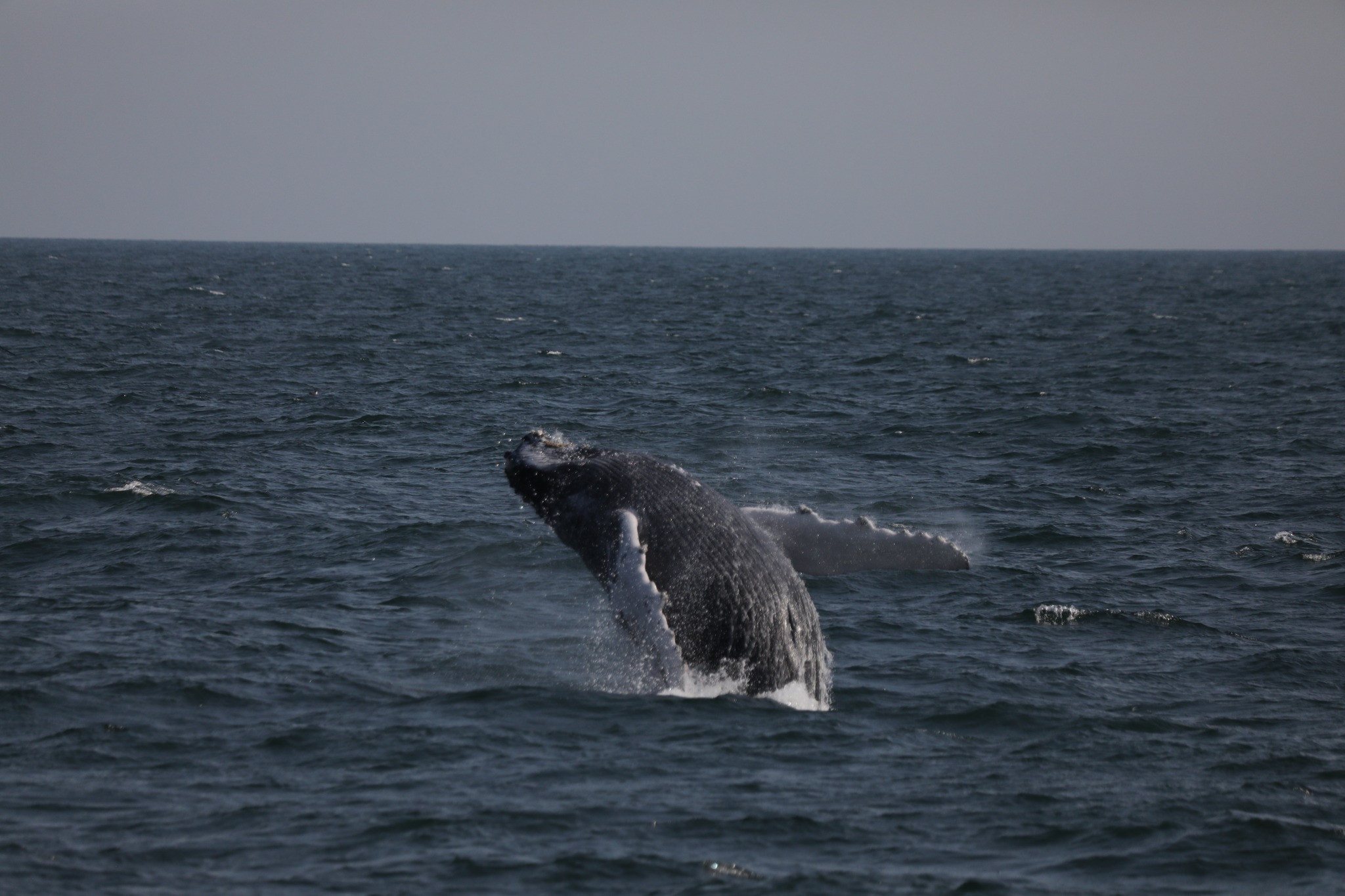 a whale jumping out of the water