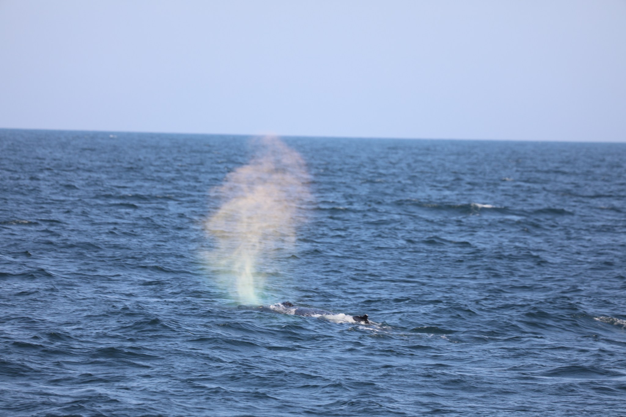 a whale jumping out of the water