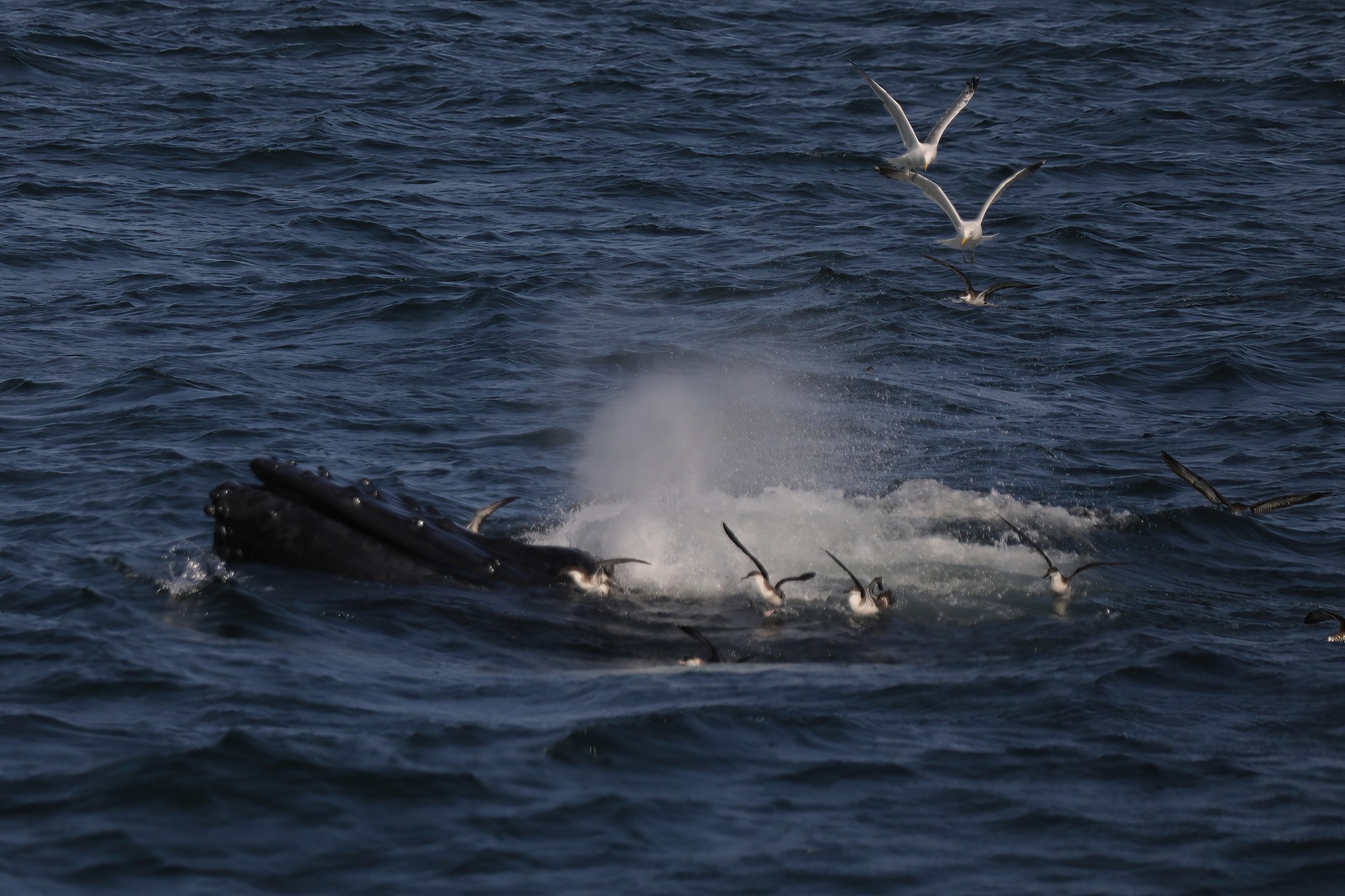 a bird flying over a body of water