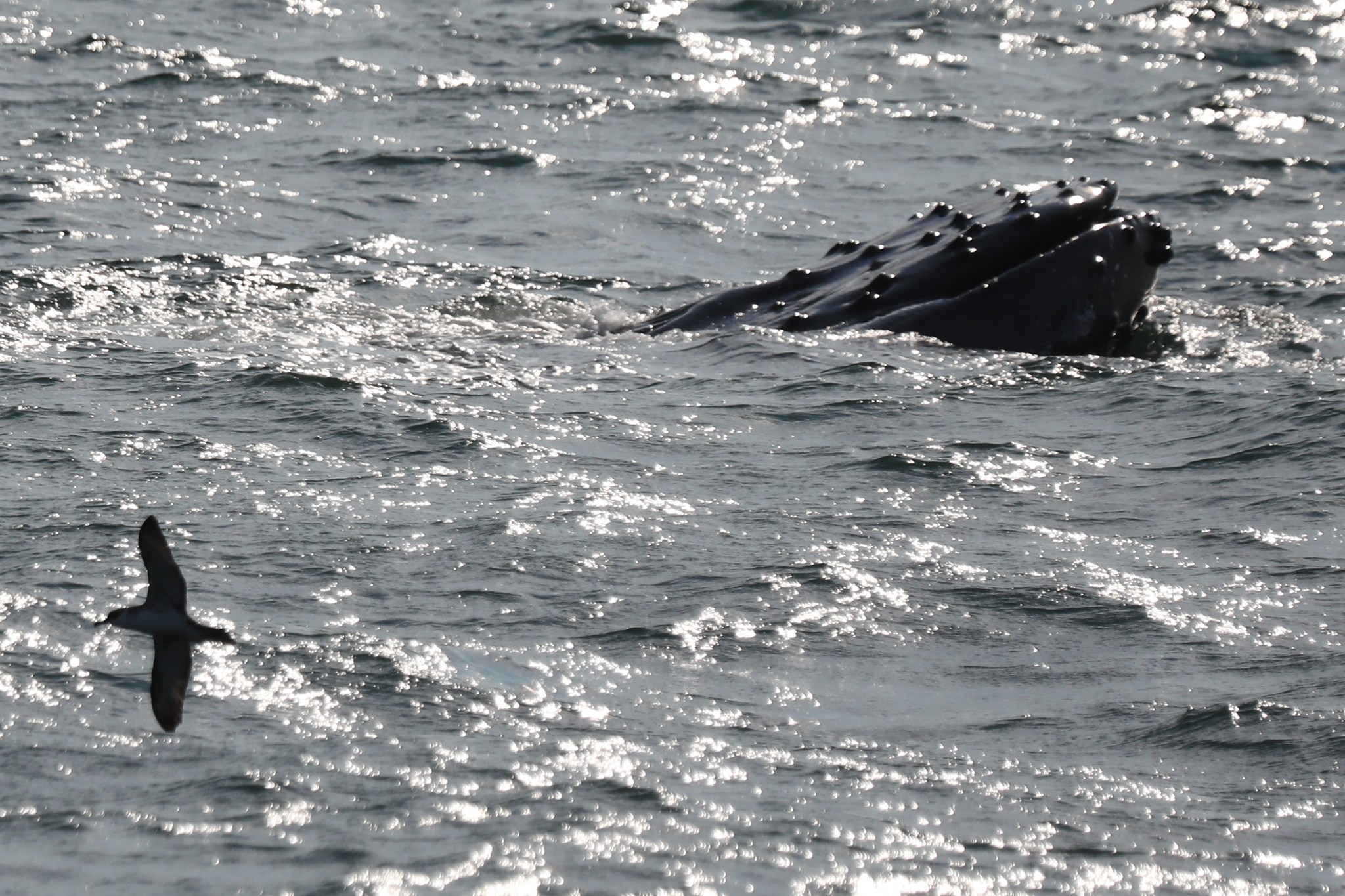 a bird flying over a body of water