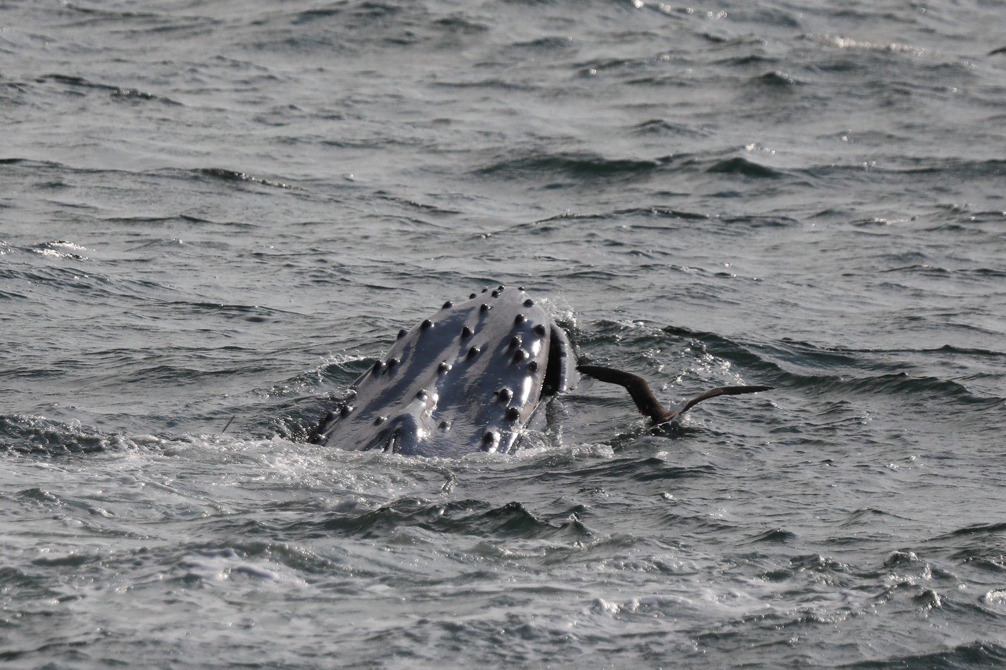 a dog swimming in a body of water