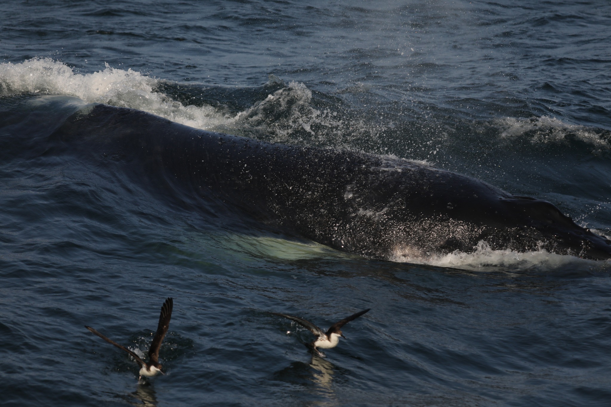 a man riding a wave on a surfboard in the water