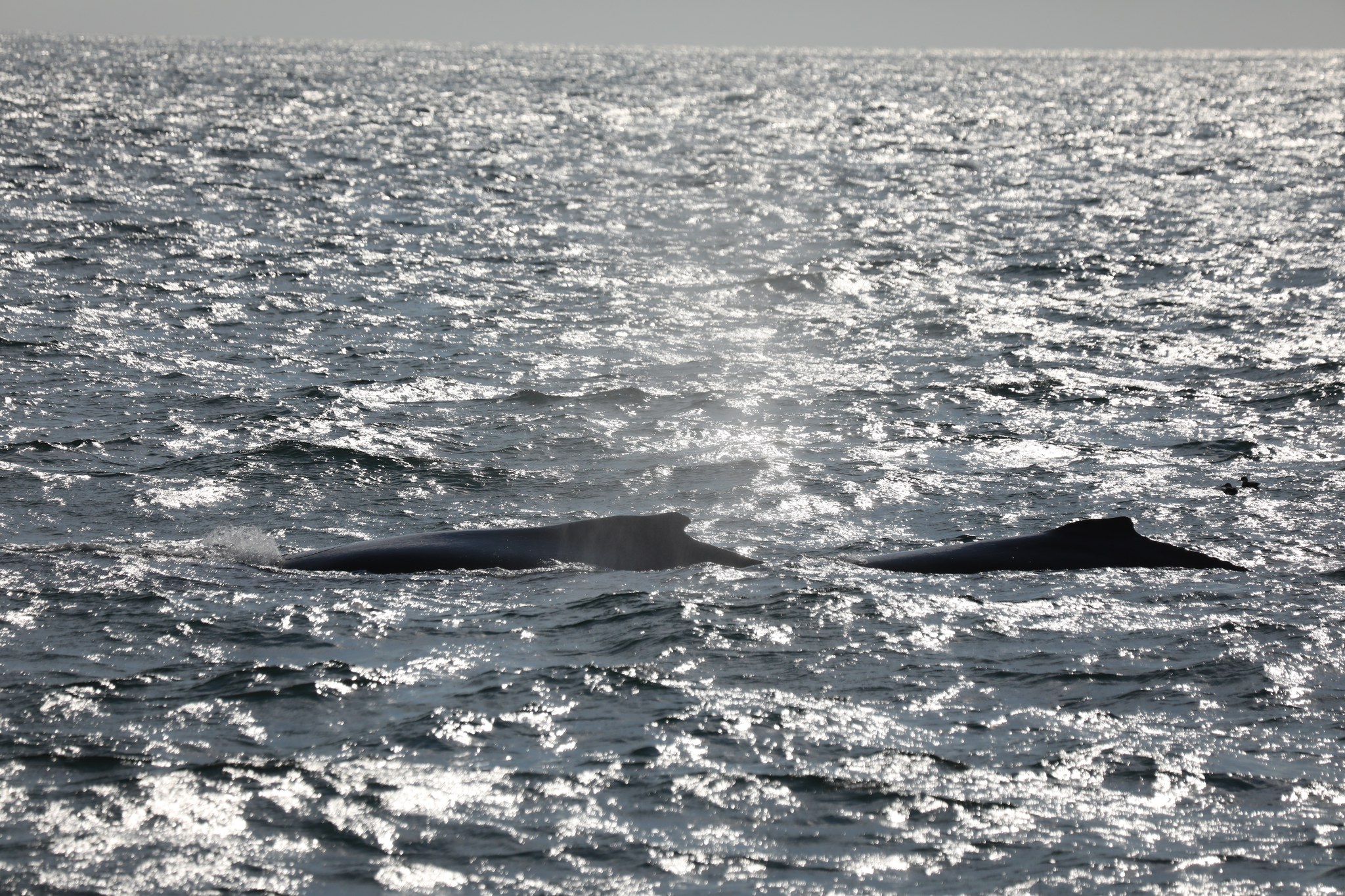 a body of water next to the ocean
