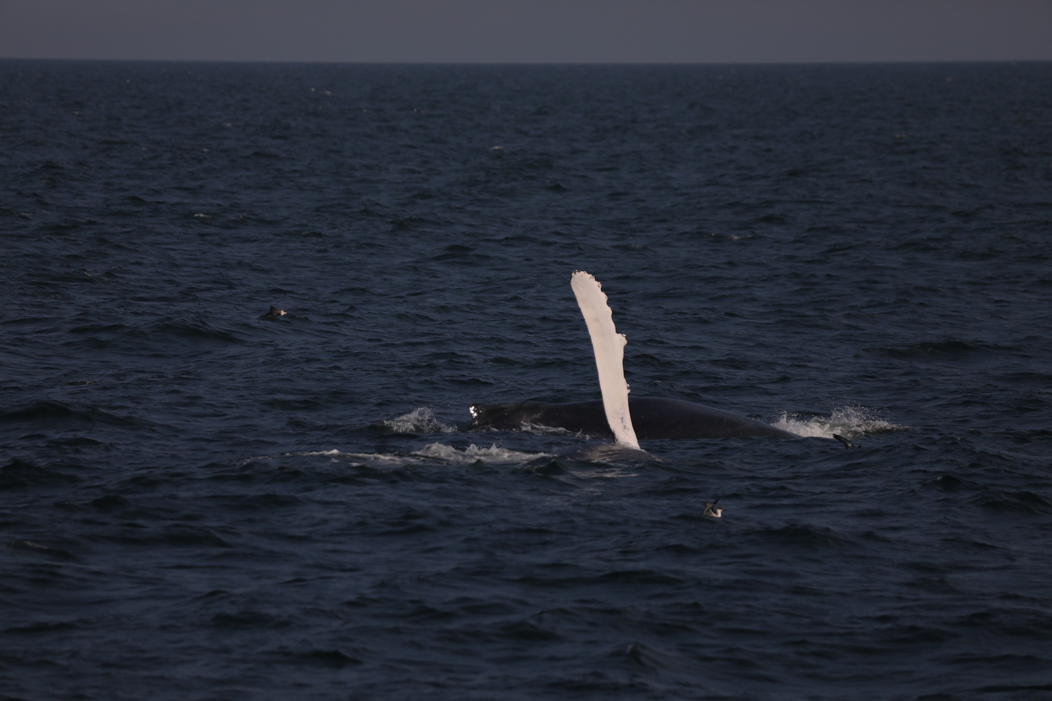 a bird flying over a body of water