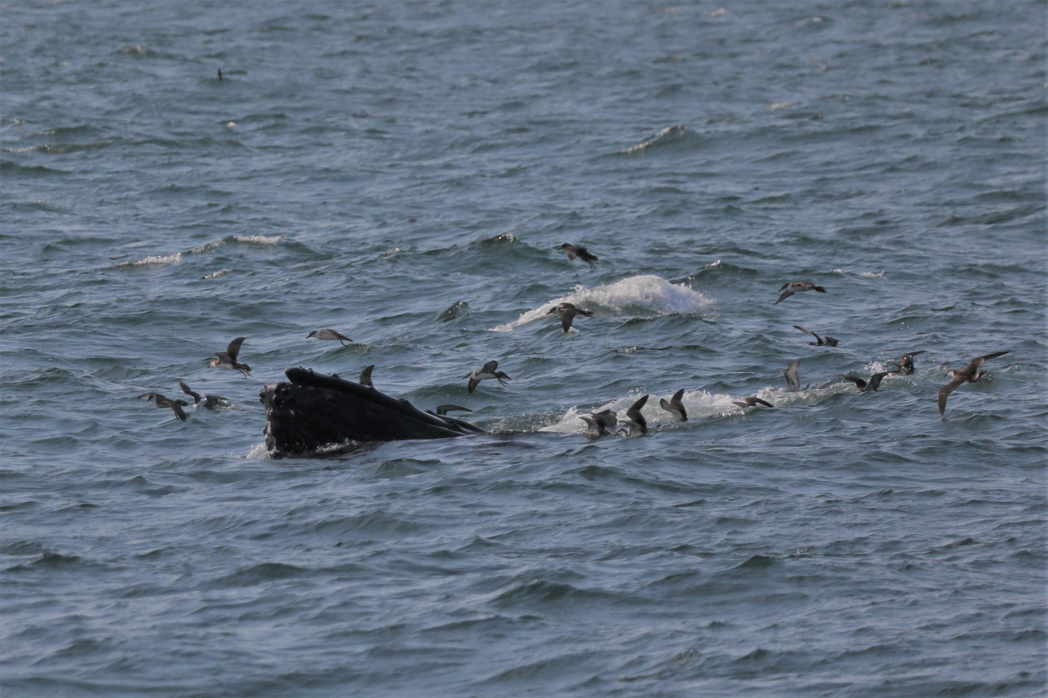 a flock of seagulls are swimming in a body of water