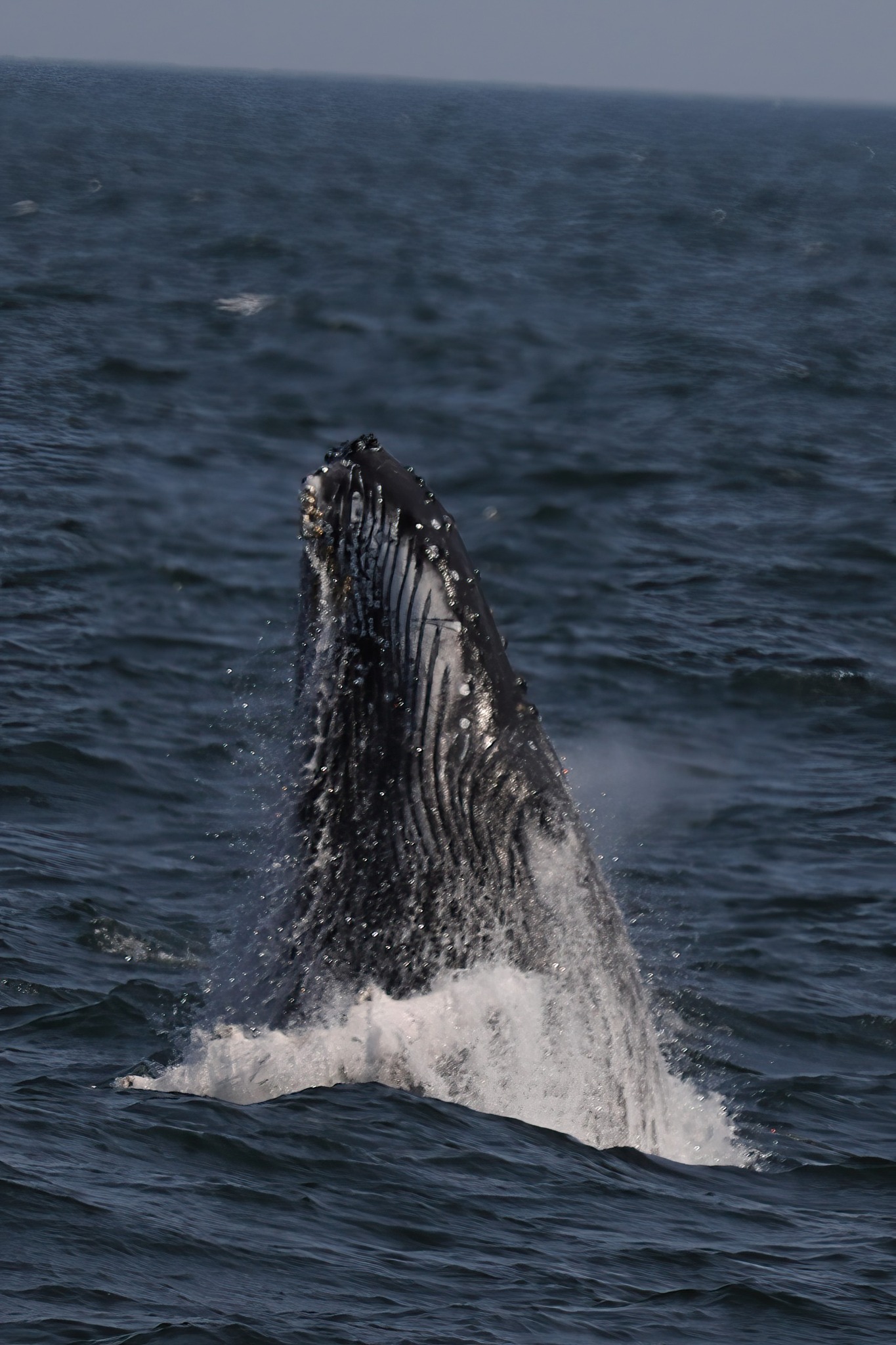a whale jumping out of the water