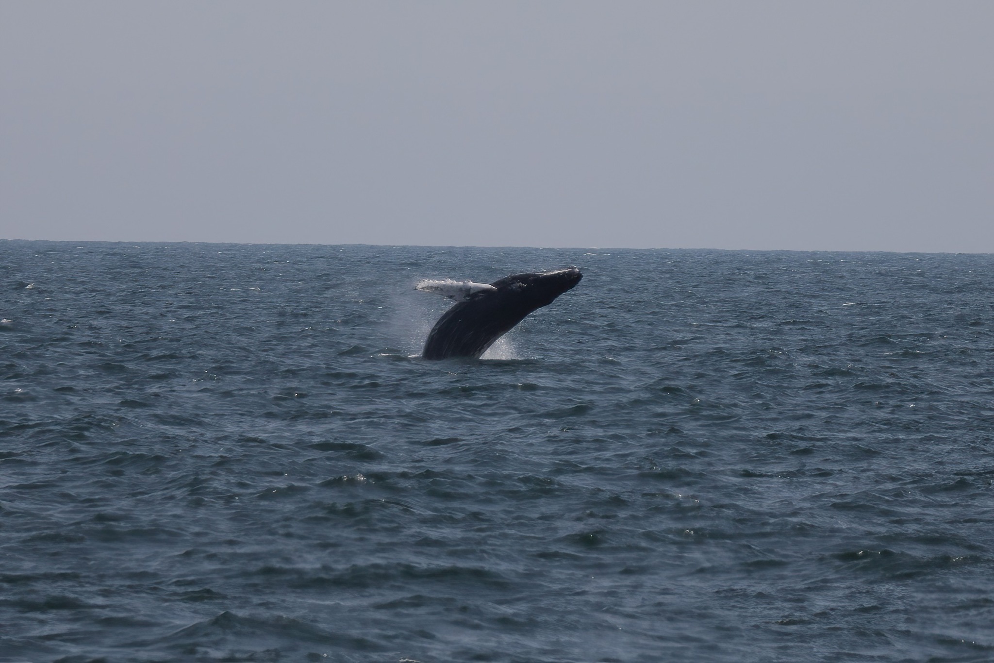 a whale jumping out of the water