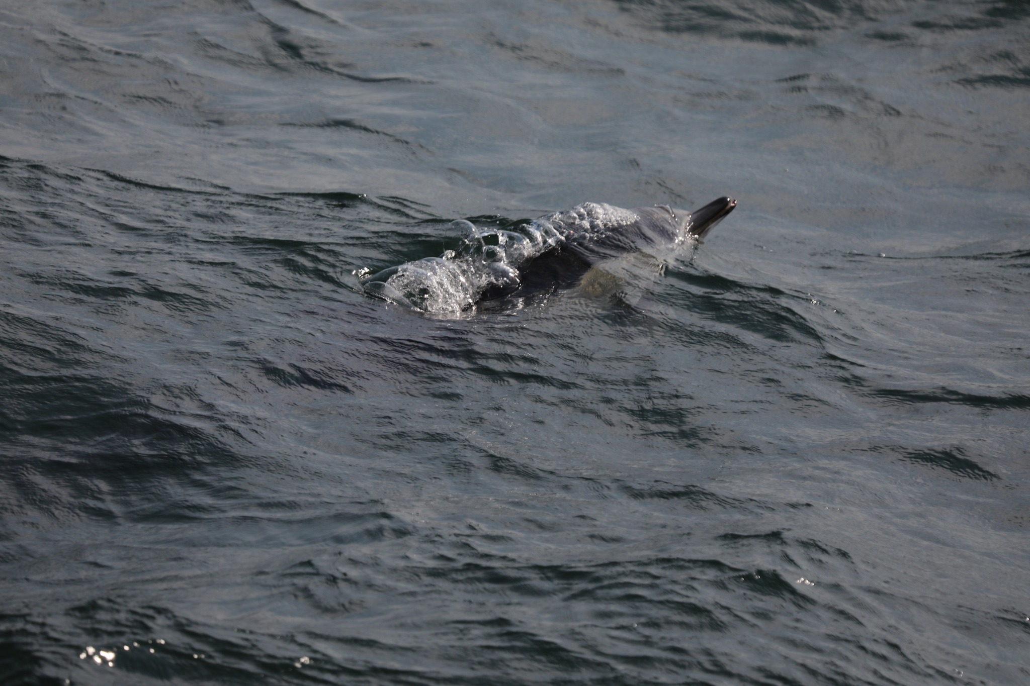 a bird swimming in water next to the ocean