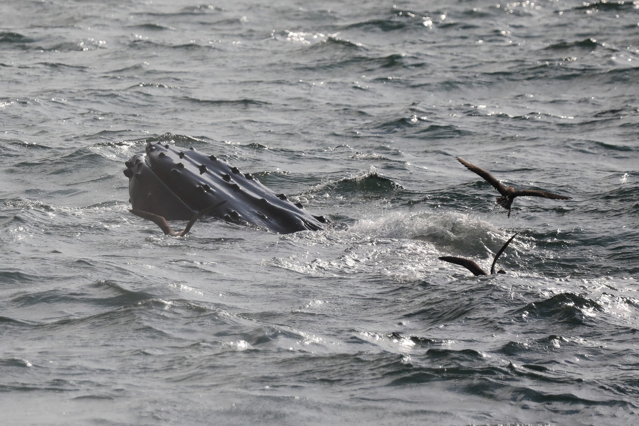a person riding a surf board on a body of water