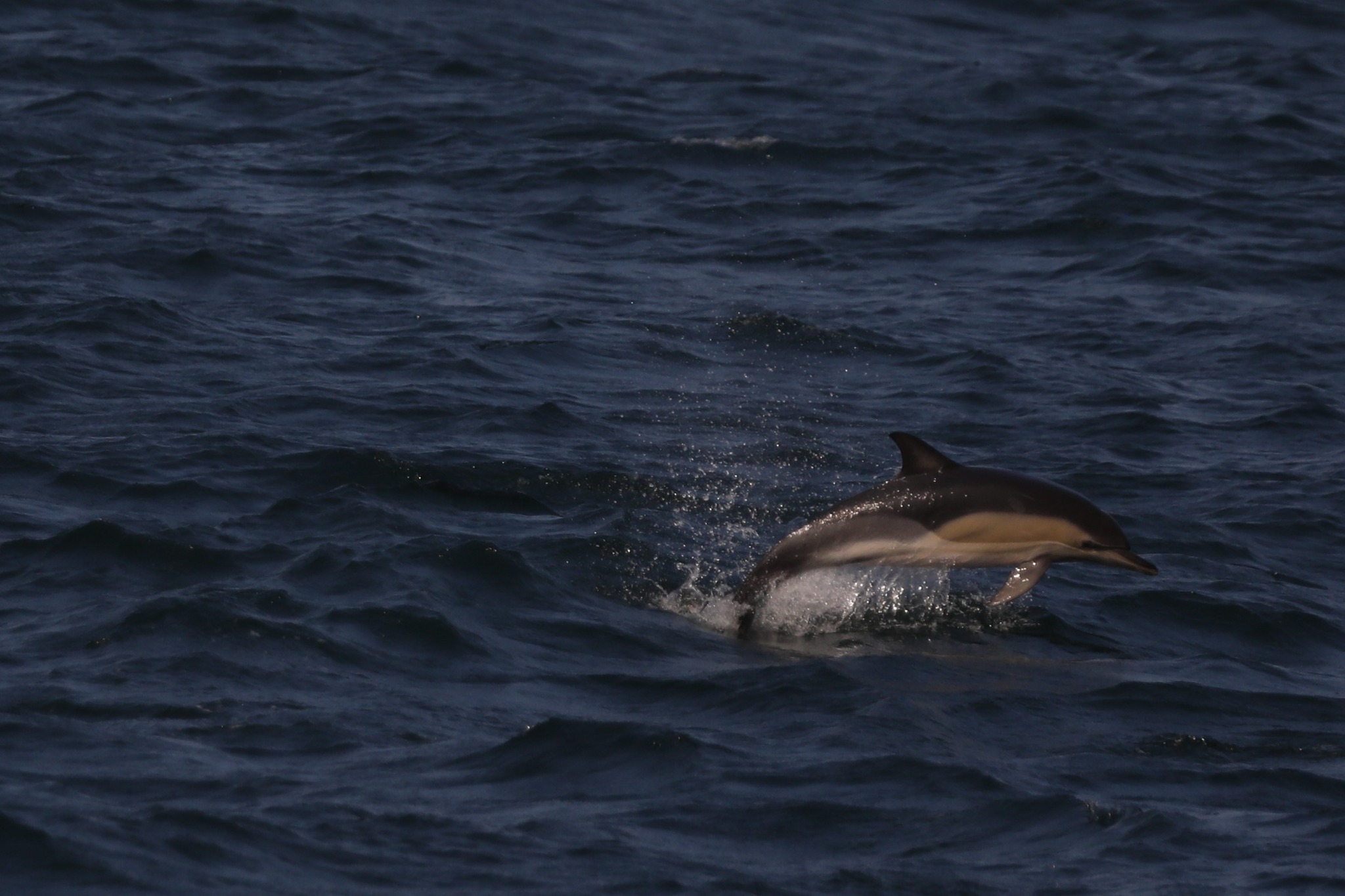a dolphin swimming in a body of water