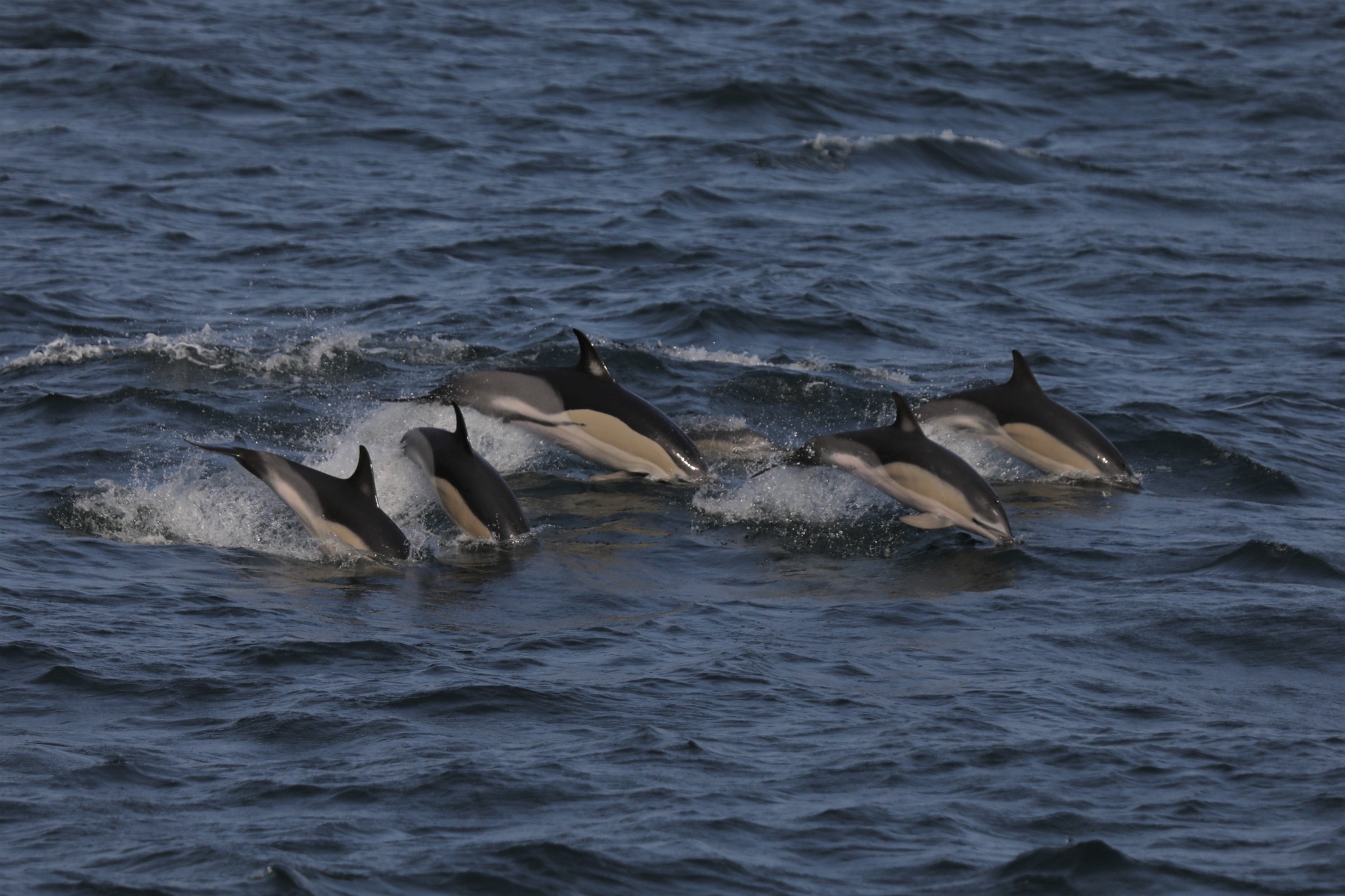 a bird swimming in water