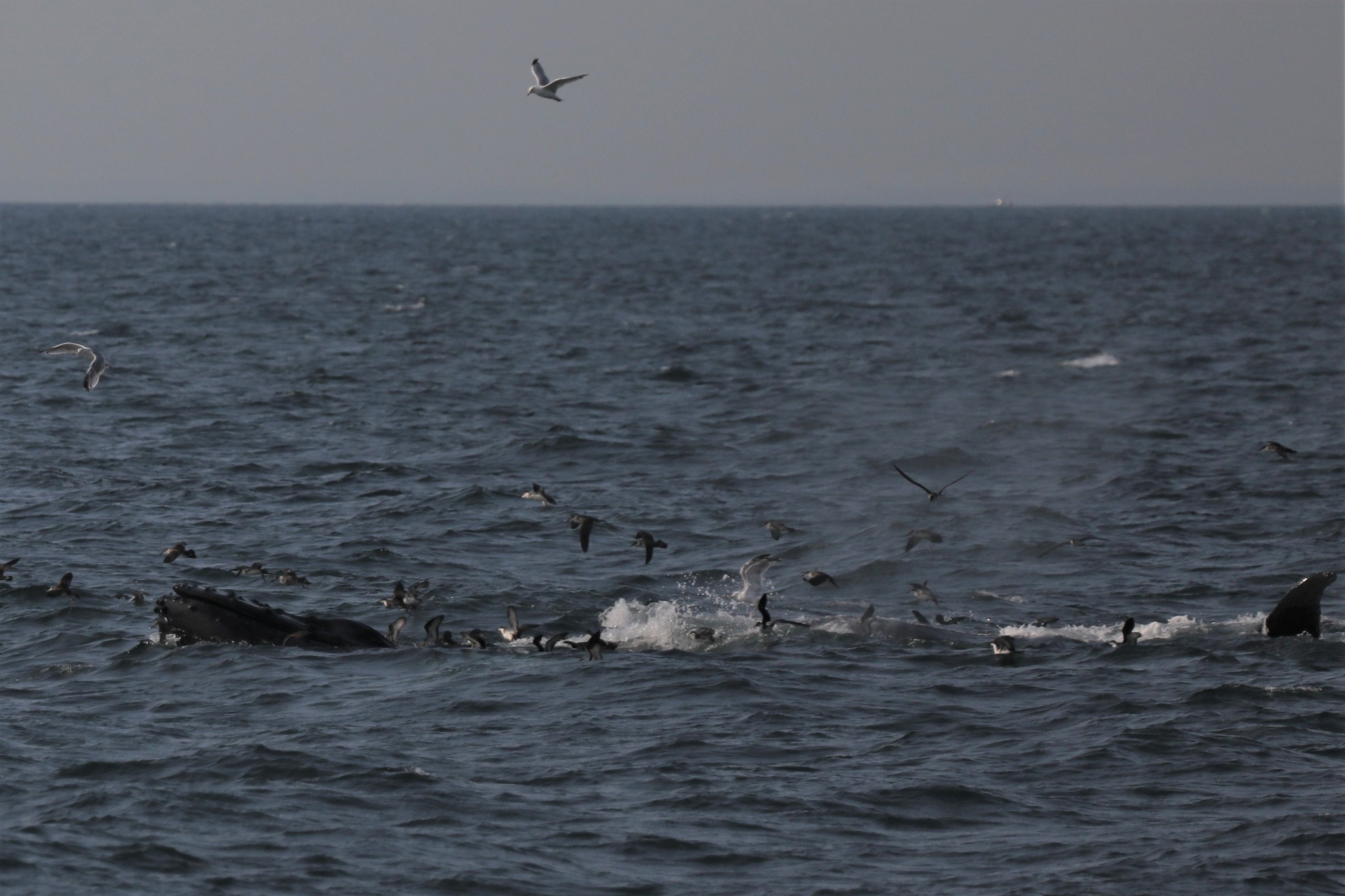 a flock of seagulls flying over a body of water