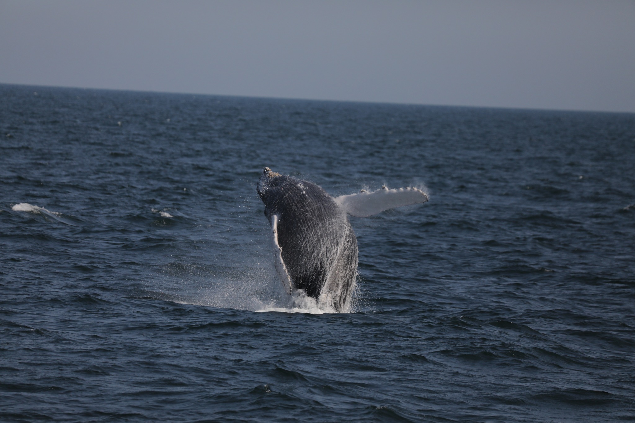 a whale jumping out of the water