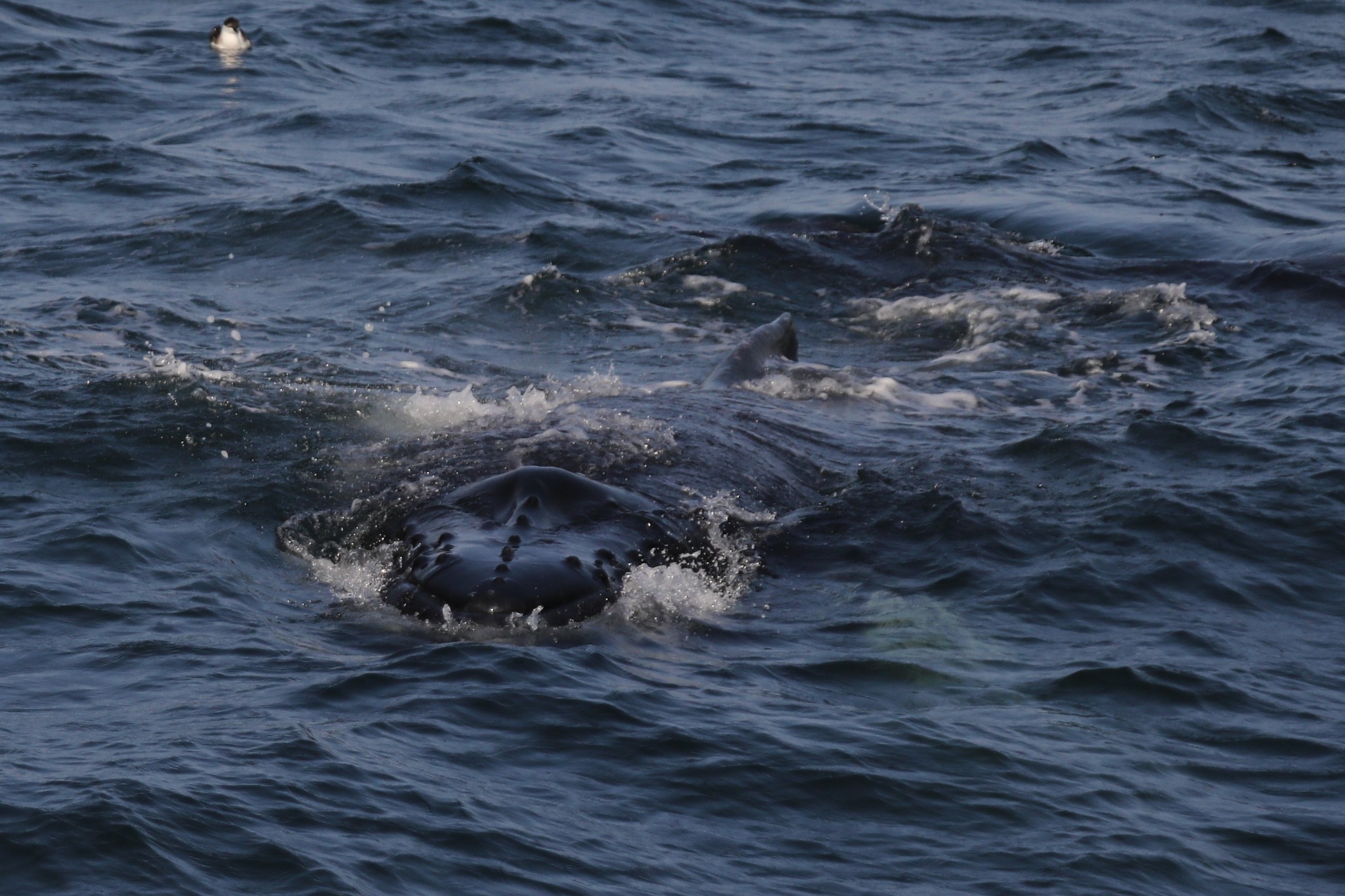 an animal swimming in the water