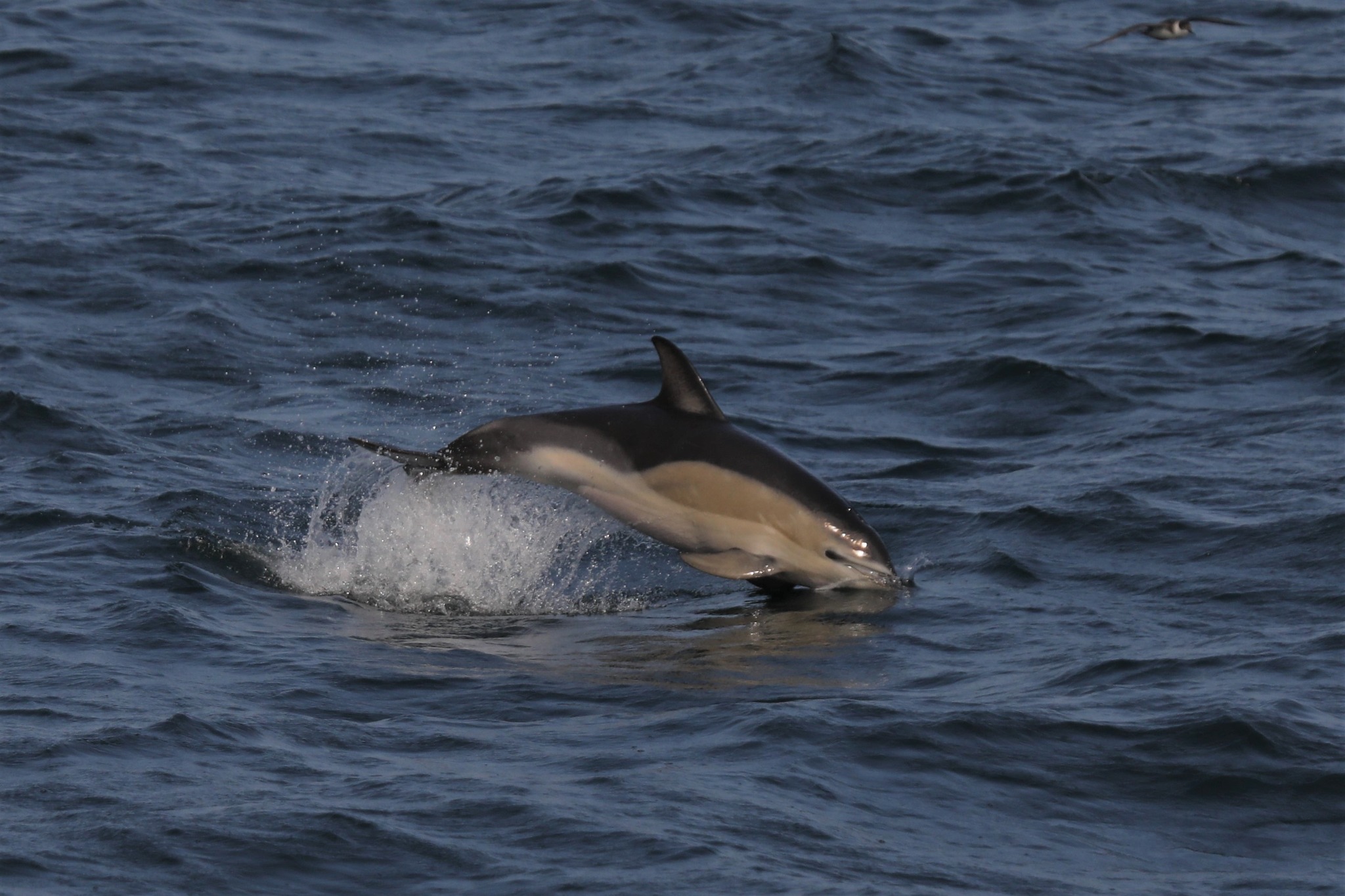 a dolphin swimming in a body of water