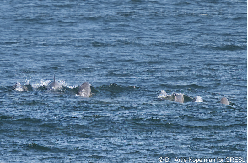 a flock of seagulls are swimming in a body of water
