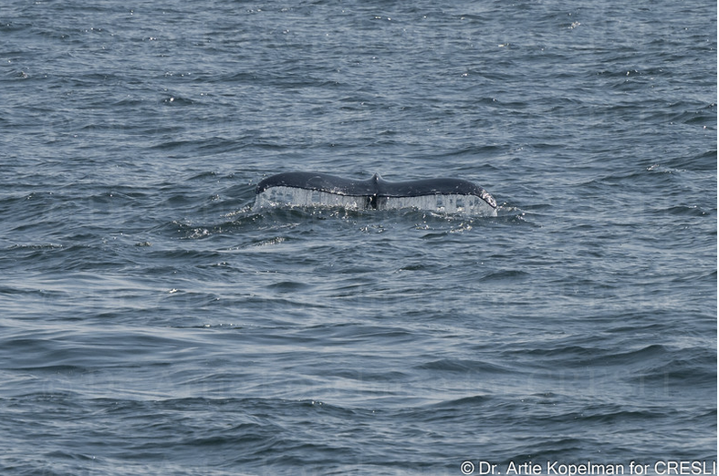 a whale jumping out of the water