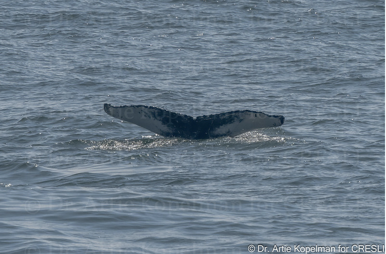 a whale jumping out of the water