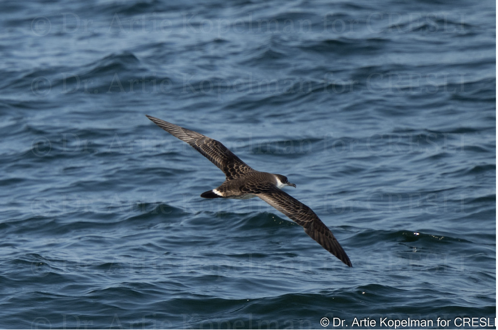 a bird swimming in water next to a body of water